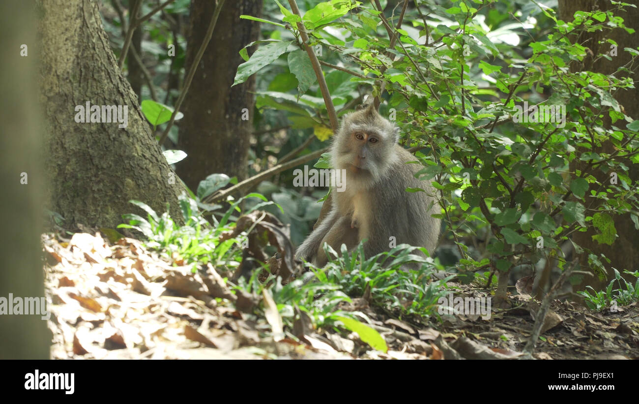 Monkey macaque in the rain forest. Monkeys in the natural environment ...