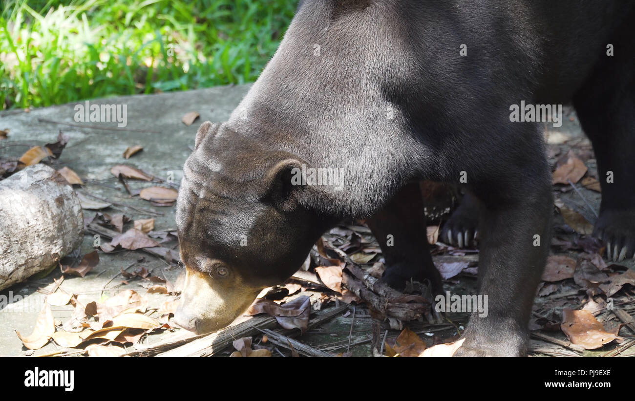 Malayan sun bear, Honey bear,Ursus malayanus, Helarctos malayanus. Bali Indonesia Stock Photo