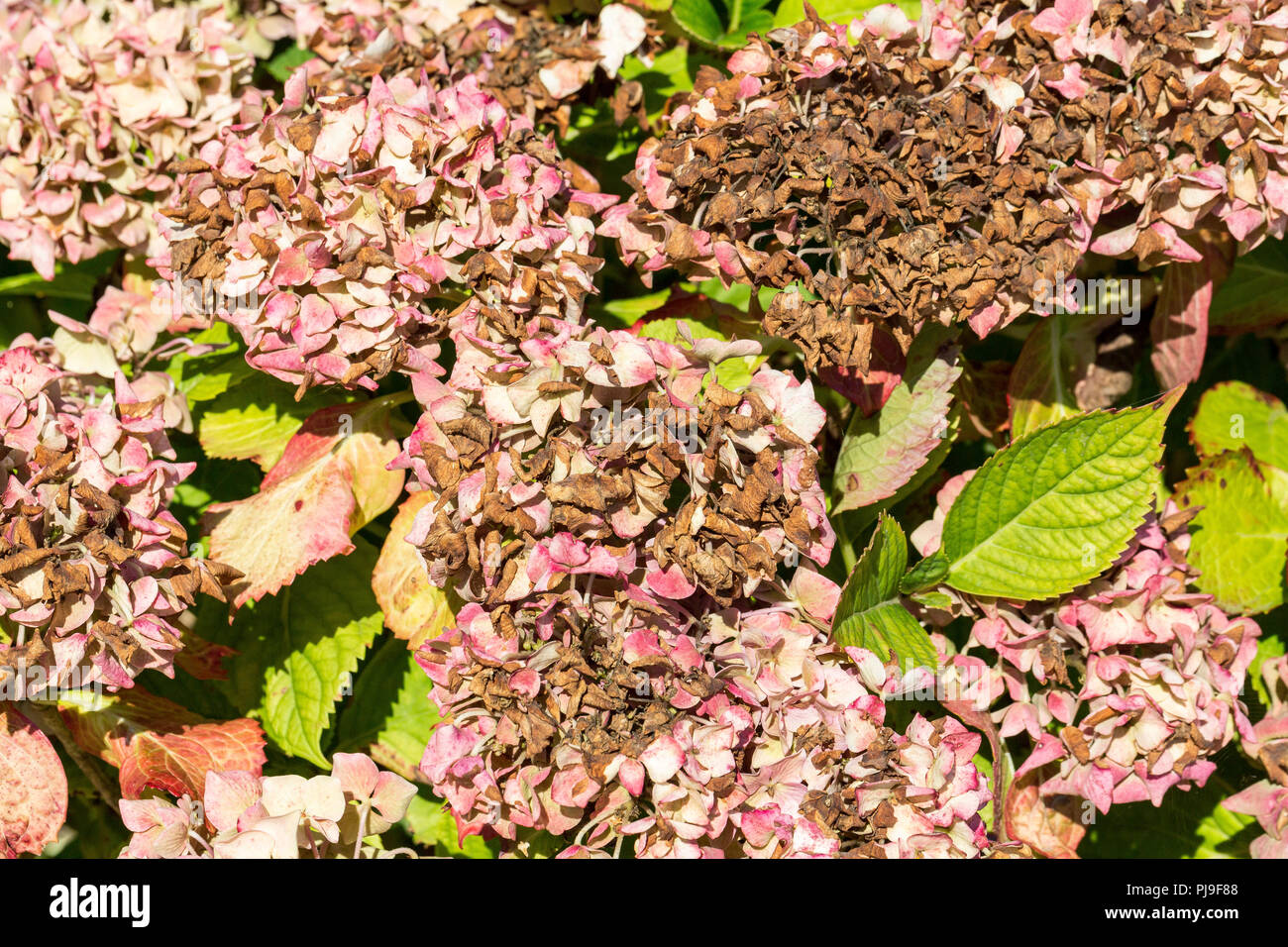 Disease of flower hydrangea hortensia due to lack of water and pollution. Armillaria mellea, chlorosis virus parasite ascale insects mite acarid Stock Photo