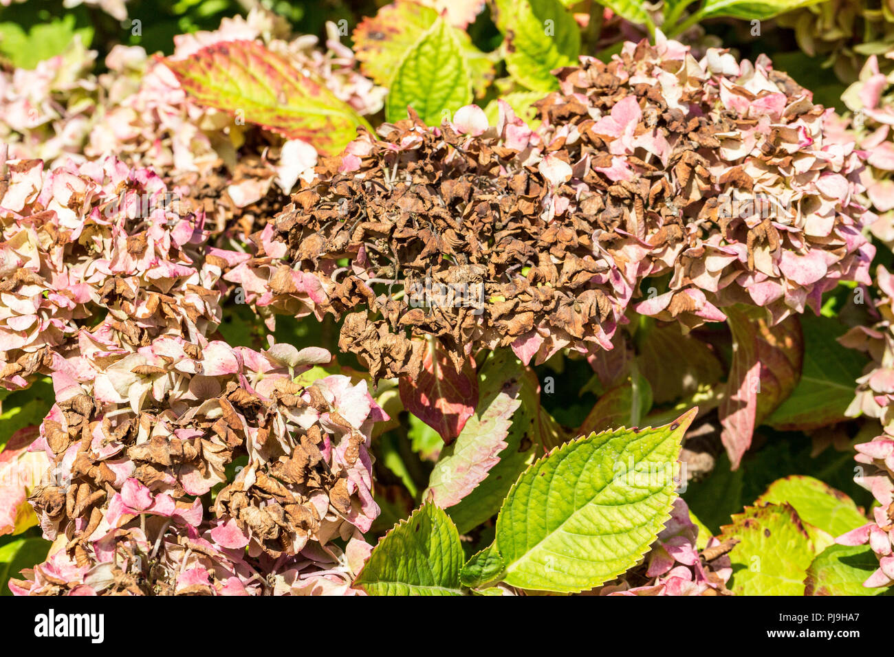 Disease of flower hydrangea hortensia due to lack of water and pollution. Armillaria mellea, chlorosis virus parasite ascale insects mite acarid Stock Photo