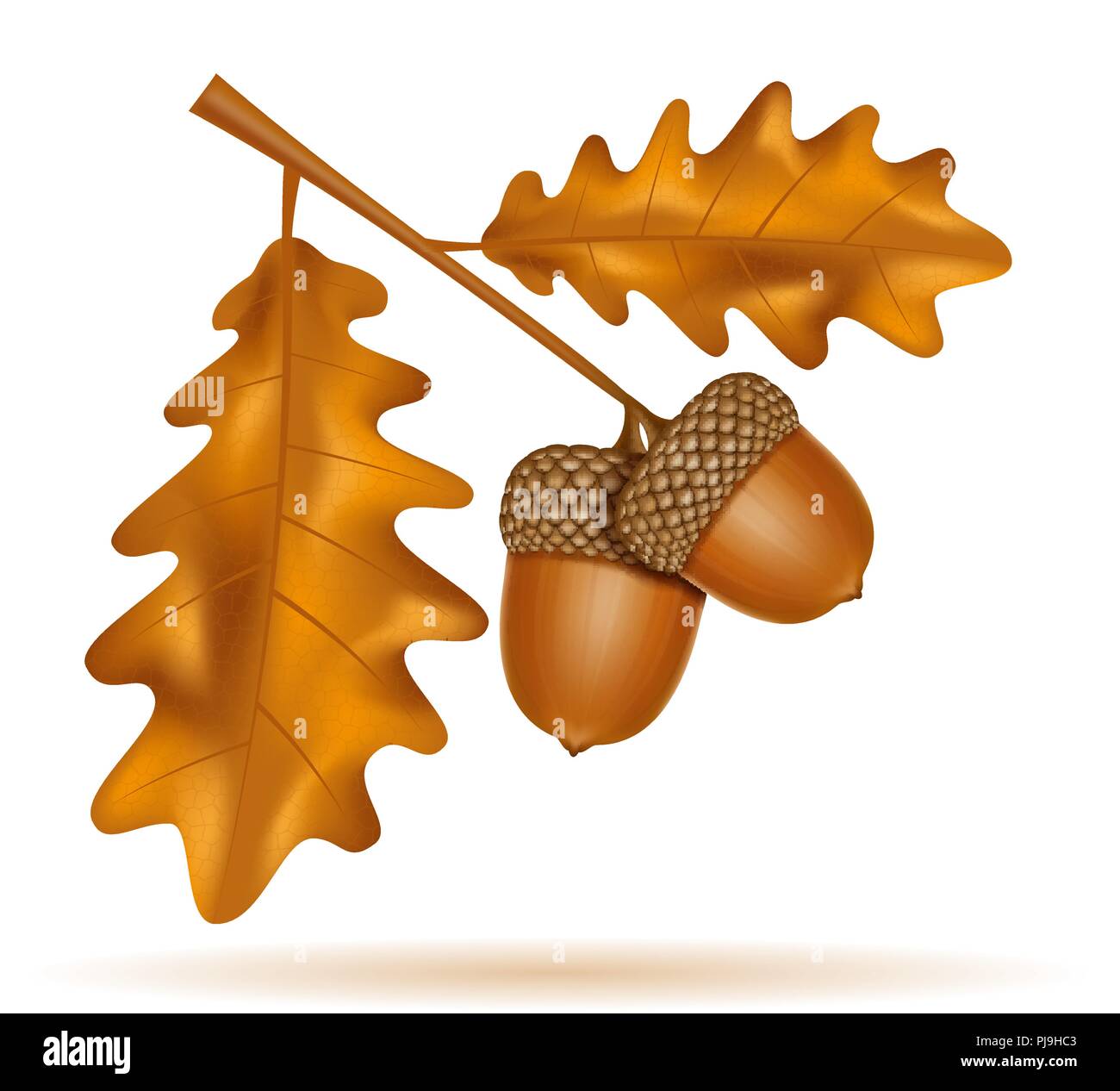 autumn oak acorns with leaves vector illustration isolated on white ...