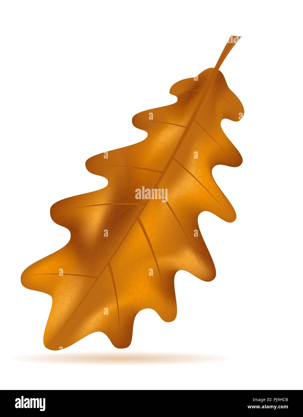 autumn oak leaves vector illustration isolated on white background ...