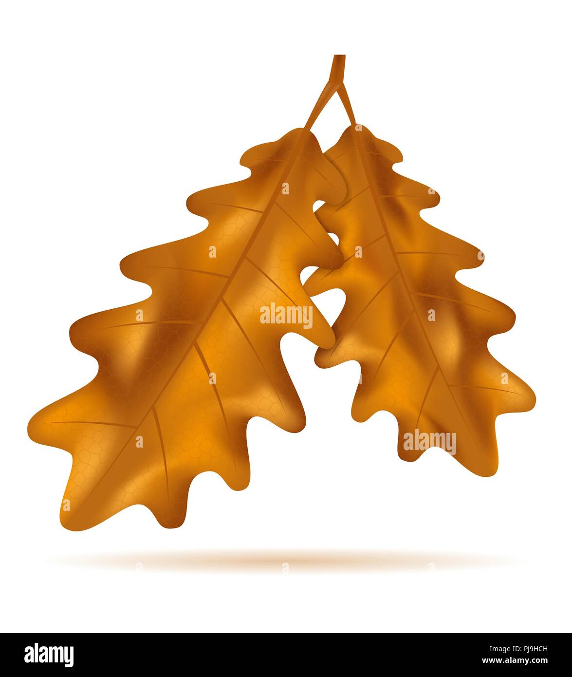 autumn oak leaves vector illustration isolated on white background ...
