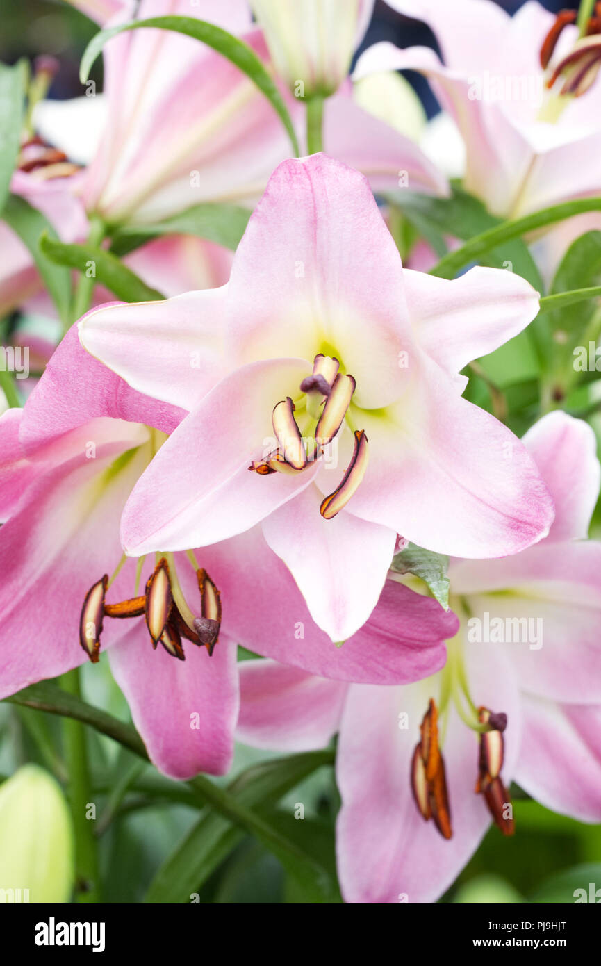 Lily 'Brusago' flowers. Stock Photo