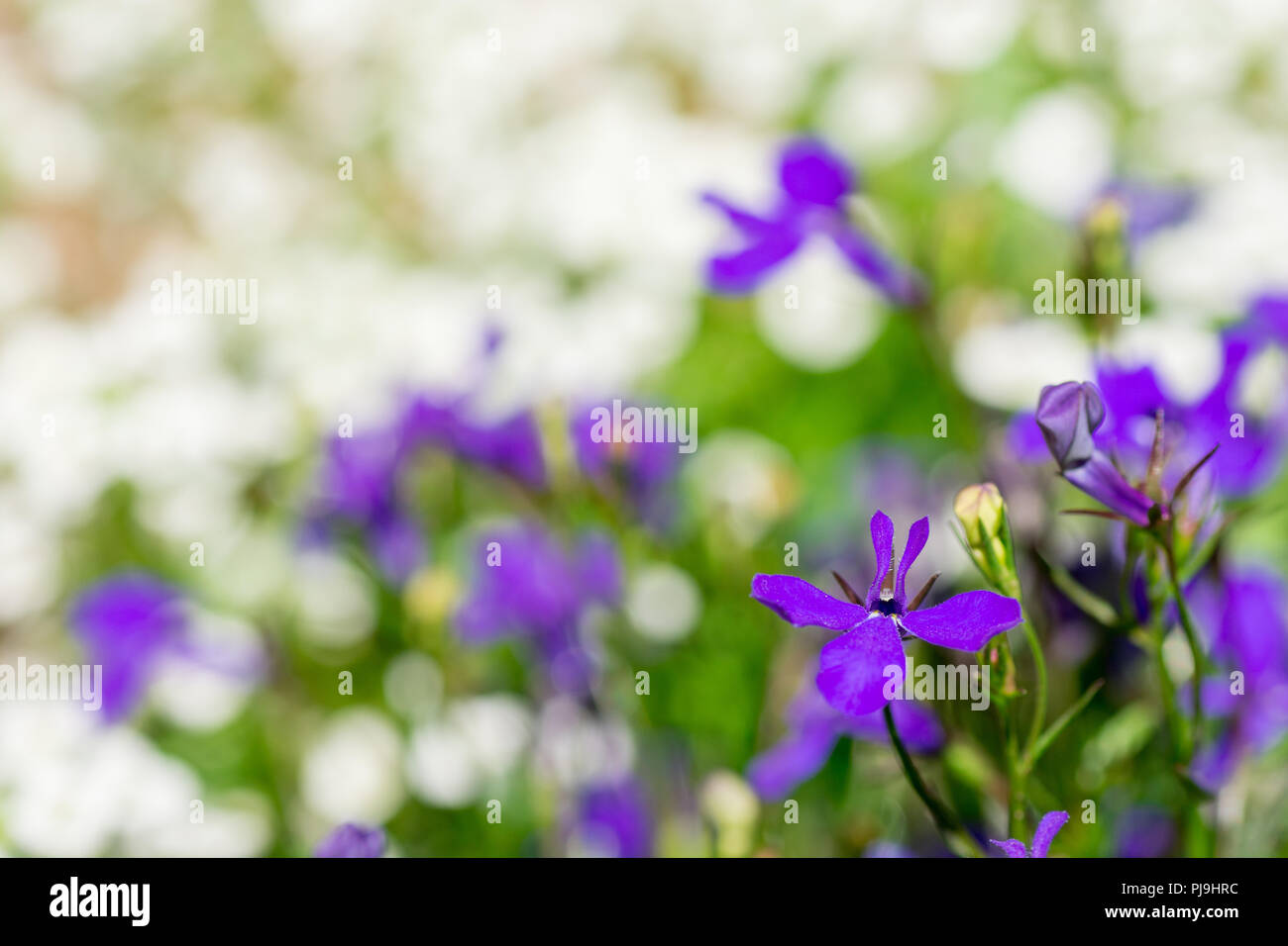 A Field of white and purple flowers Stock Photo - Alamy