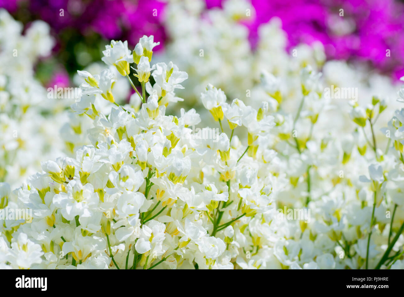 A Field of white and purple flowers Stock Photo - Alamy