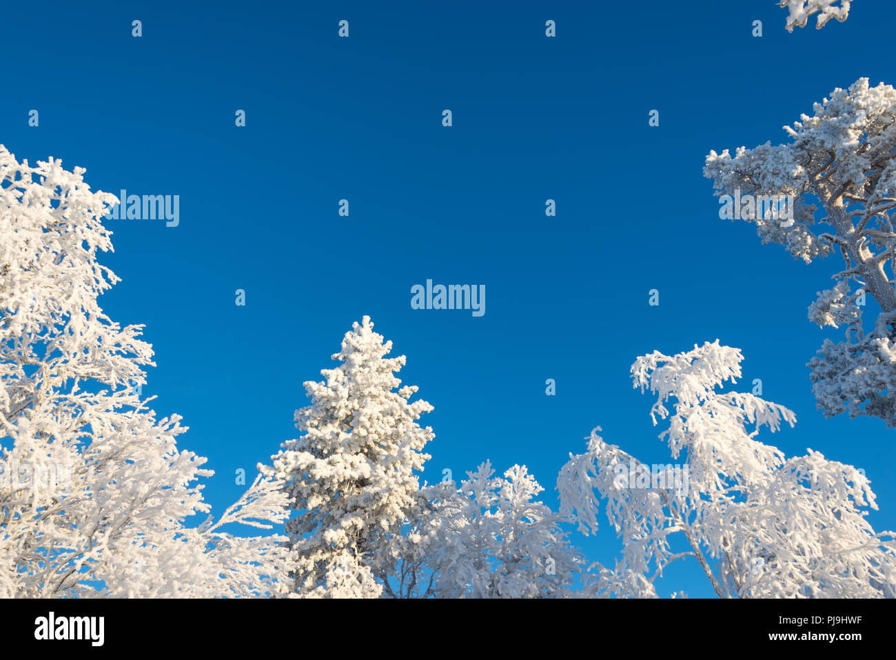 Snowy trees from below, blue sky background Stock Photo - Alamy