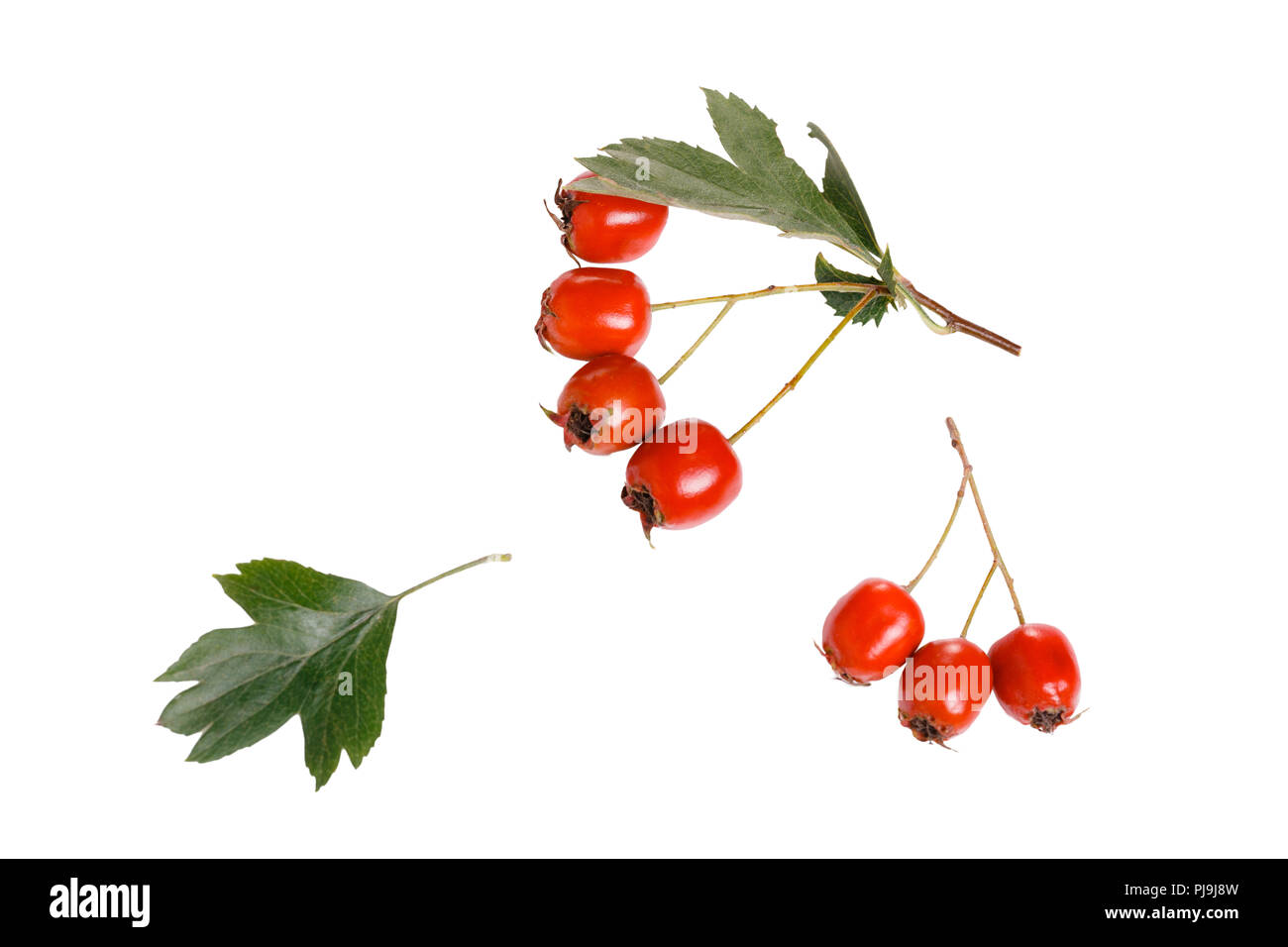 Hawthorn, Crataegus laevigata. Hawthorn berries with leaves isolated on white background Stock Photo