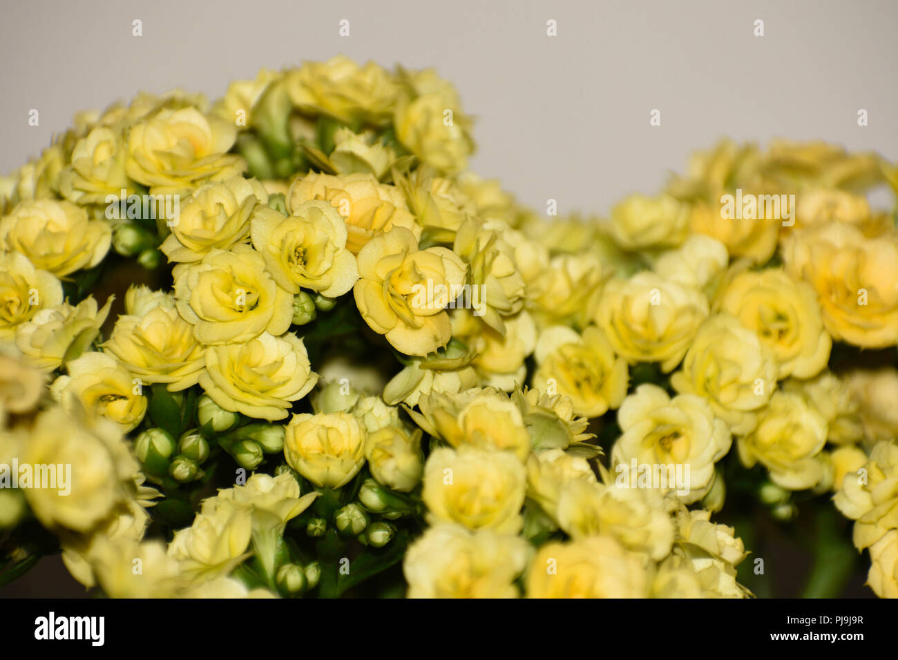 Yellow Calandiva Succulent Flowering Brush (kalanchoe blossfeldiana) Close-up Stock Photo