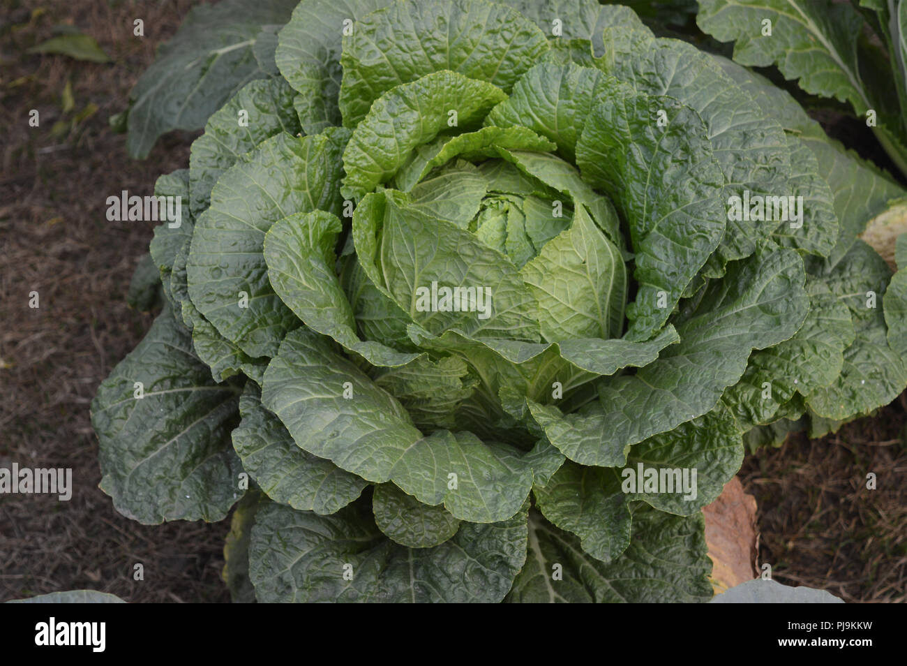 Green Cabbage vagetarian friut Stock Photo