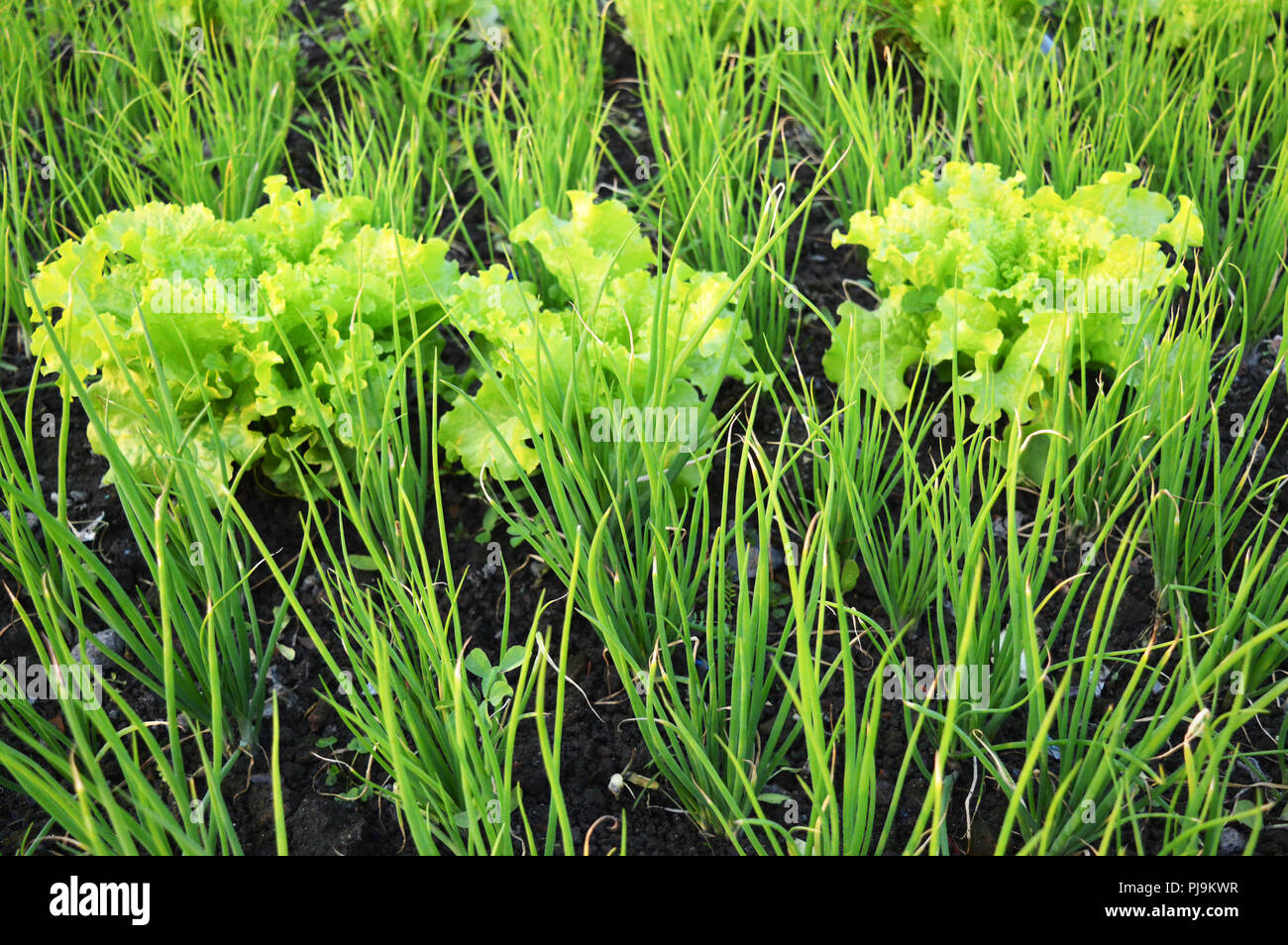 onion leaves and lettuce salads Stock Photo