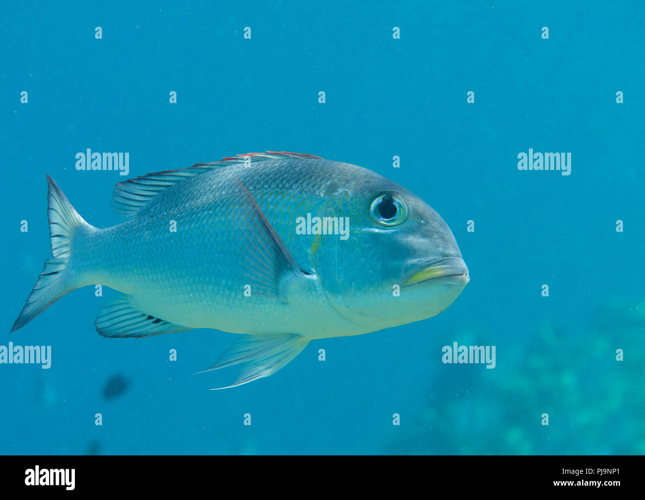 Humpnose big-eye bream (Monotaxis grandoculis)swimming in the water, Bali, Indonesia Stock Photo