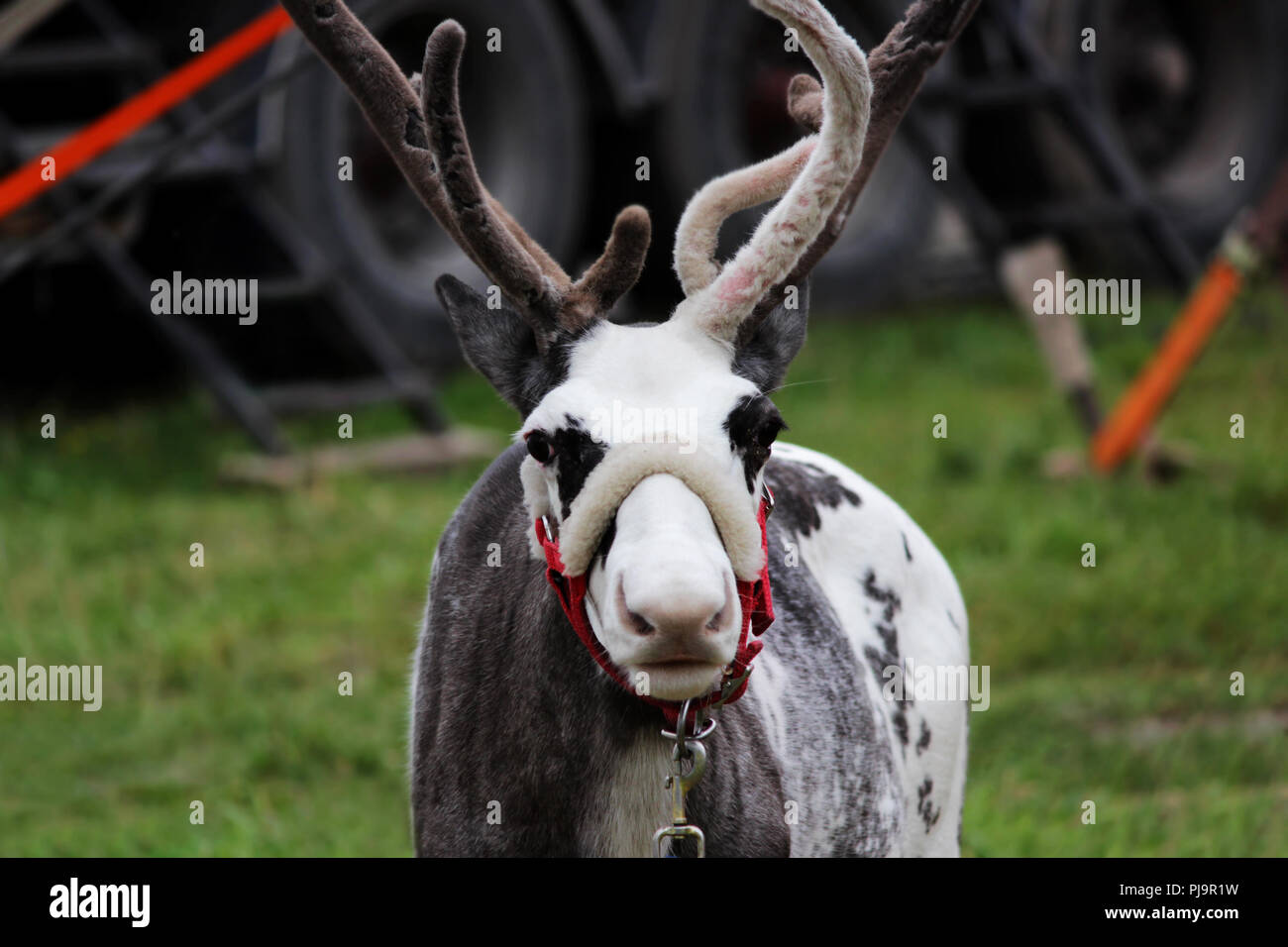 a circus reindeer Rangifer tarandus in a red bridle is tied next to a tent of a wandering circus set on a wasteland. Stock Photo