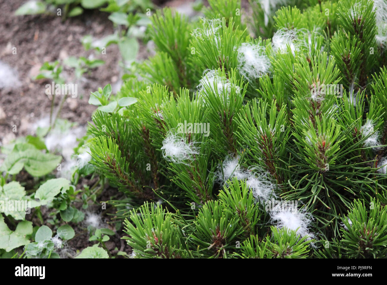 artificial snow in the form of fluff, sprayed from the gun during the ...