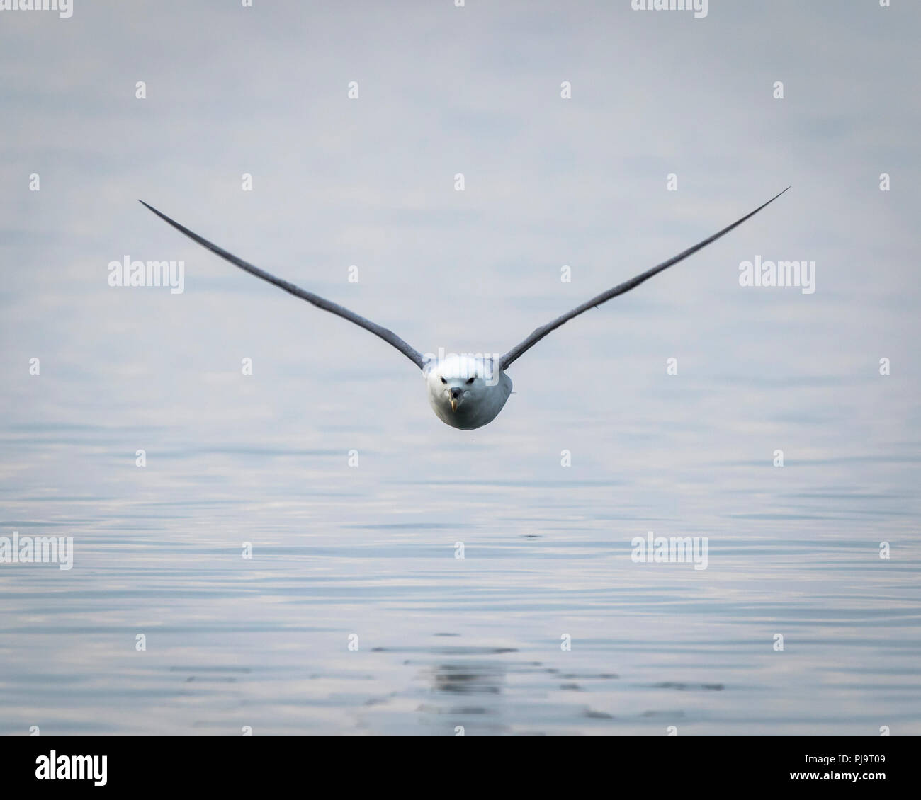 Stiff wings hi-res stock photography and images - Alamy