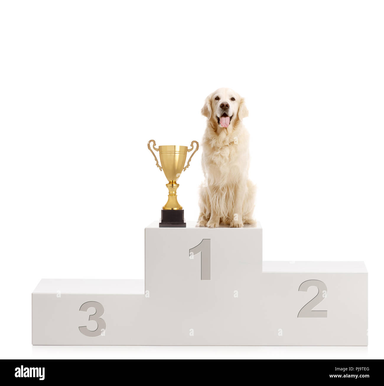 Labrador retrievr dog standing with a trophy on a winner's pedestal