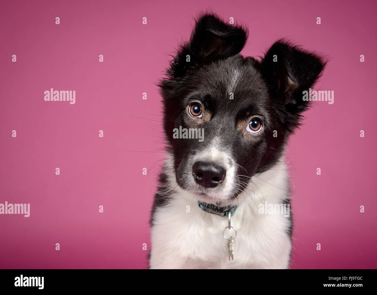 Black and White Border Collie Puppy on Pink Background Stock Photo