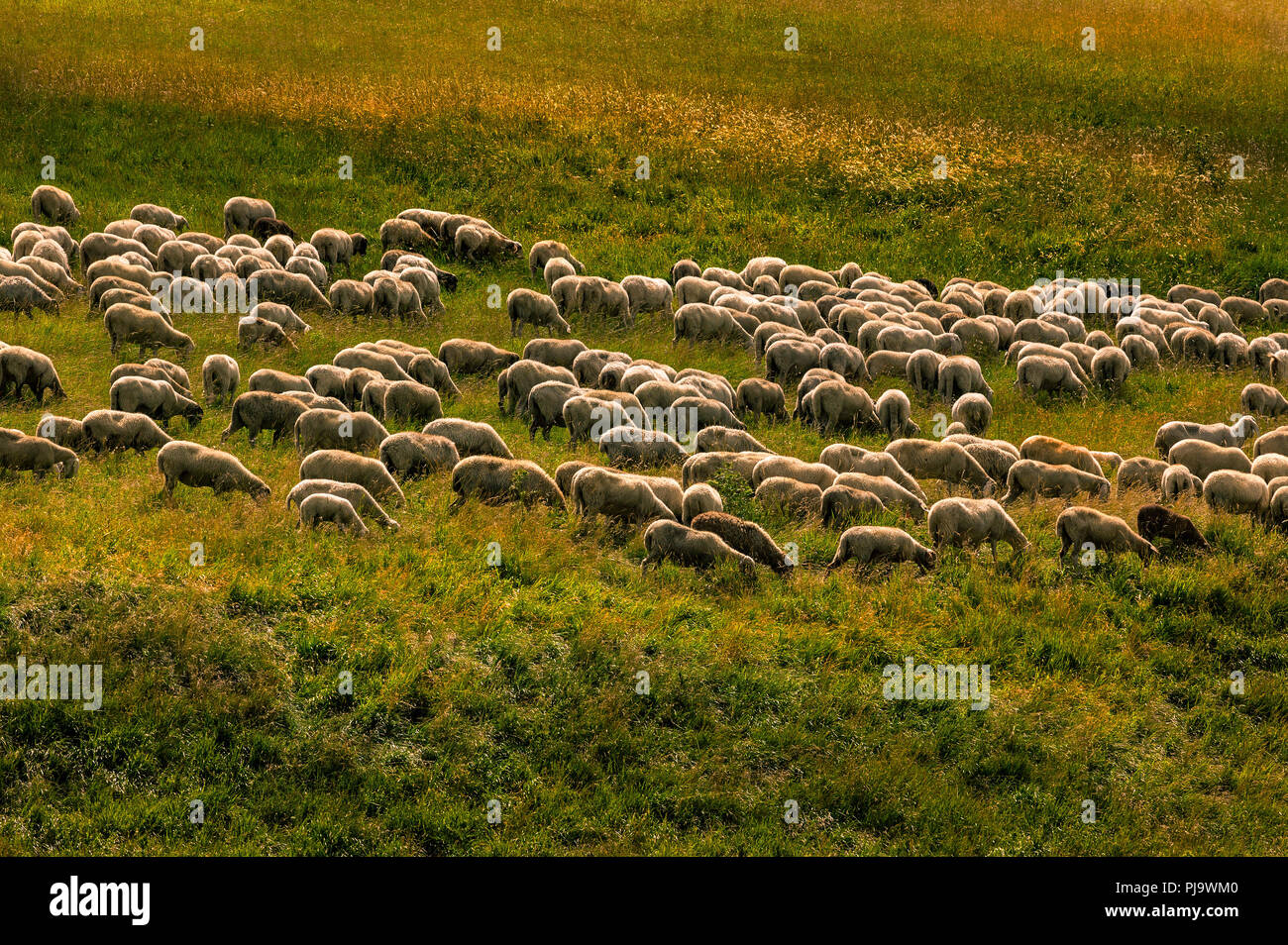 flock of sheep at Sunrise Stock Photo