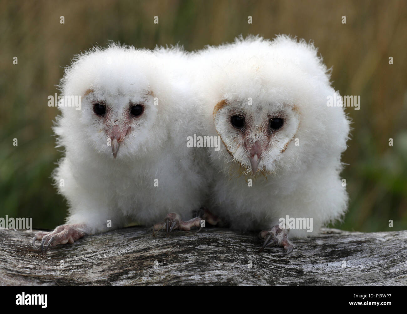 Peek and Boo the four week old barn owls chicks at Blair Drummond Safari Park. The chicks are being hand reared by their keeper Dominic King, a process called imprinting which involves them spending as much time as possible with their keeper. Stock Photo