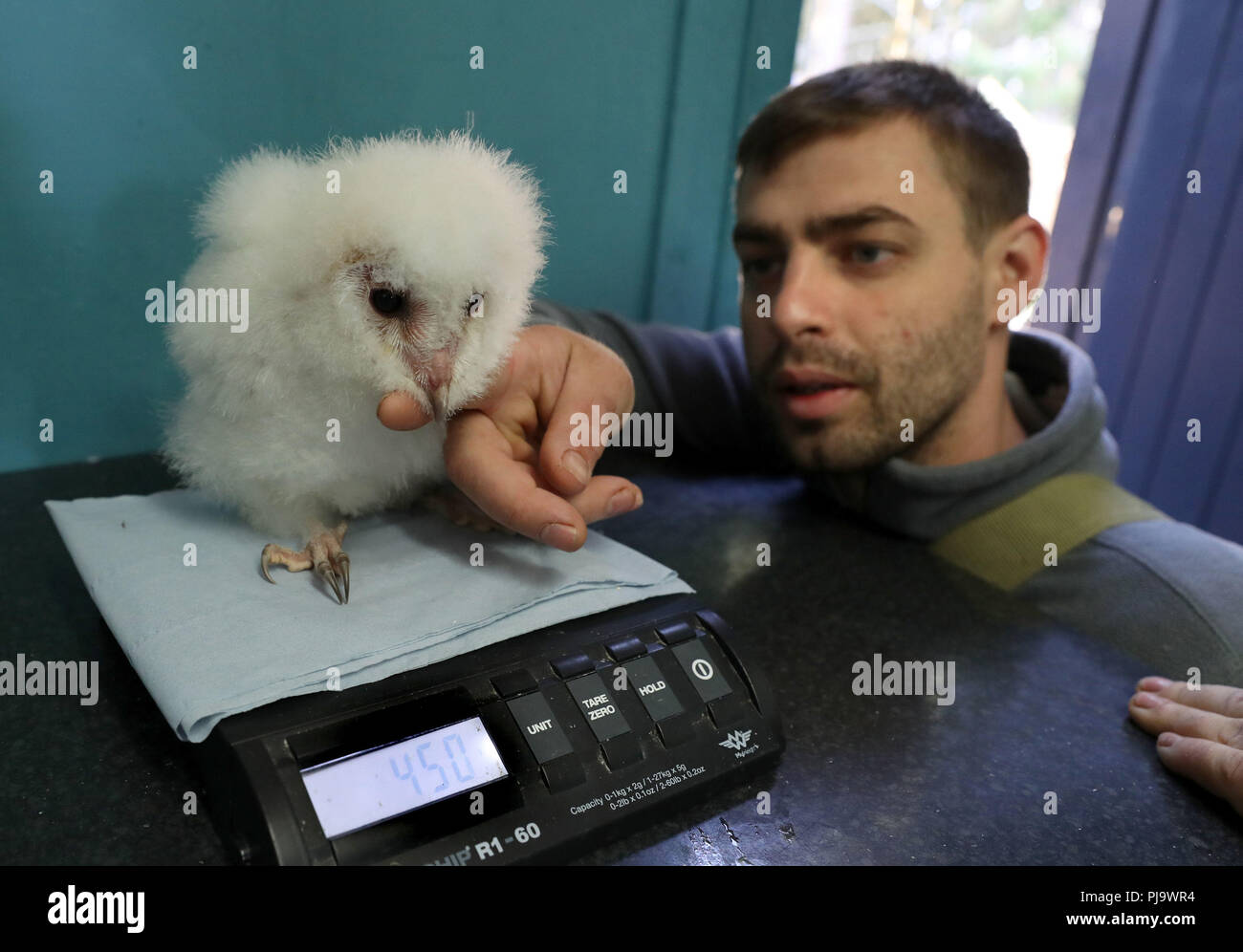 Peek, one of two four week old barn owls chicks at Blair Drummond Safari Park is weighed by keeper Dominic King. The chicks are being hand reared by their keeper, a process called imprinting which involves them spending as much time as possible with their keeper. Stock Photo