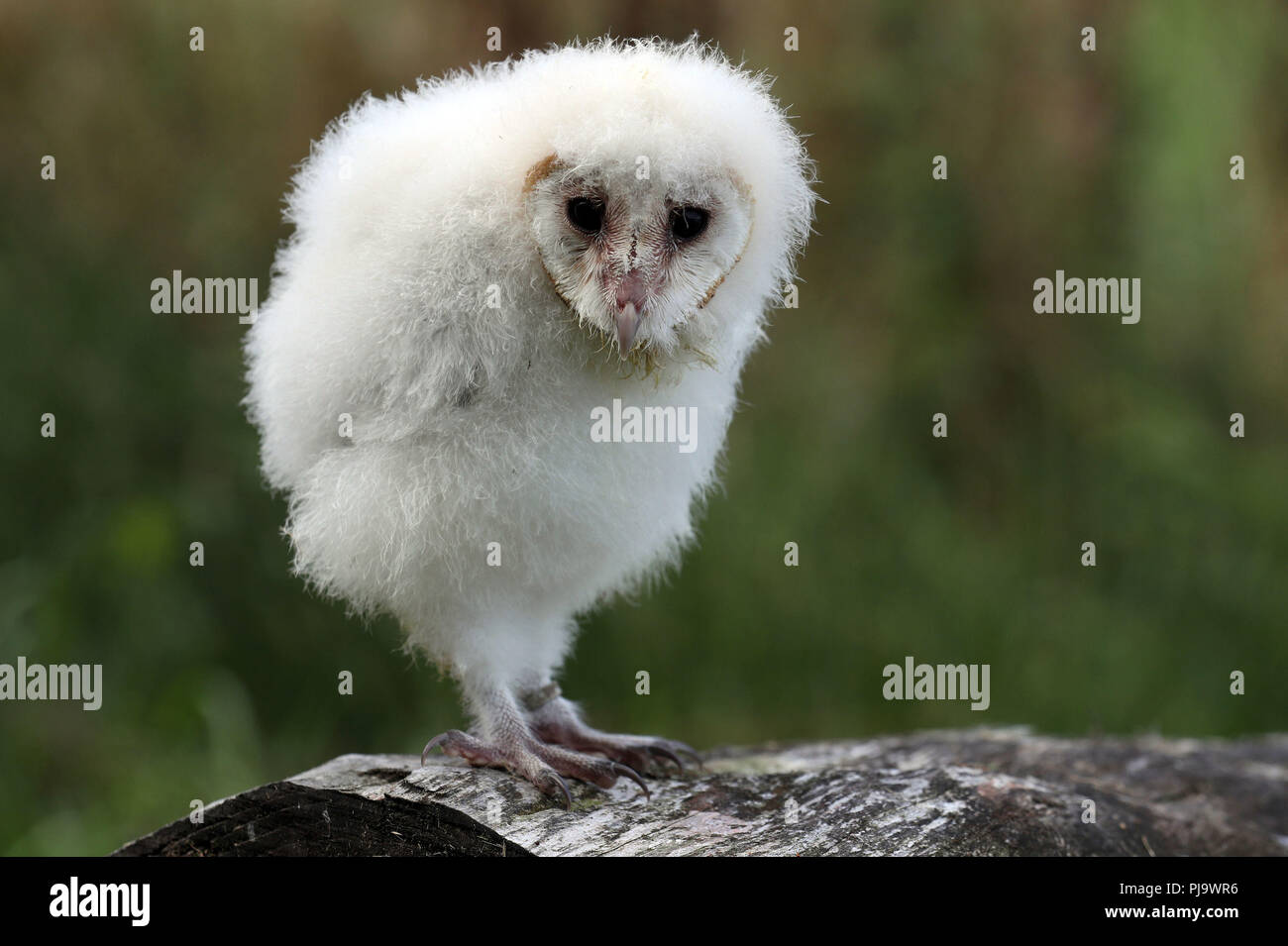 Peek, one of two four week old barn owls chicks at Blair Drummond Safari Park. The chicks are being hand reared by their keeper Dominic King, a process called imprinting which involves them spending as much time as possible with their keeper. Stock Photo