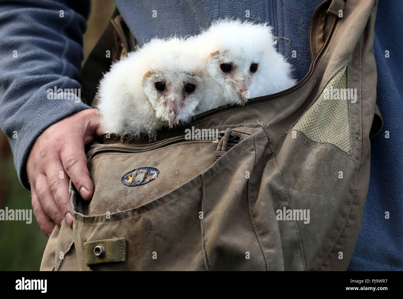 Peek and Boo the four week old barn owls chicks at Blair Drummond Safari Park. The chicks are being hand reared by their keeper Dominic King, a process called imprinting which involves them spending as much time as possible with their keeper. Stock Photo