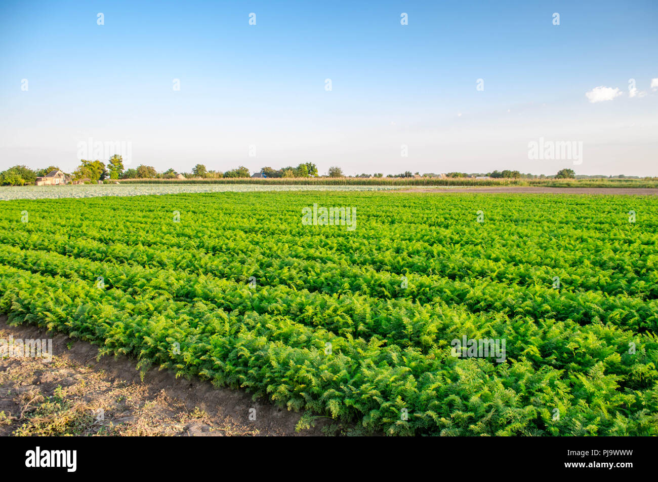 plantation of the carrot in the field. beautiful landscape. agriculture. farming. vegetable row. sunny day. eco-friendly agricultural products, detox, Stock Photo