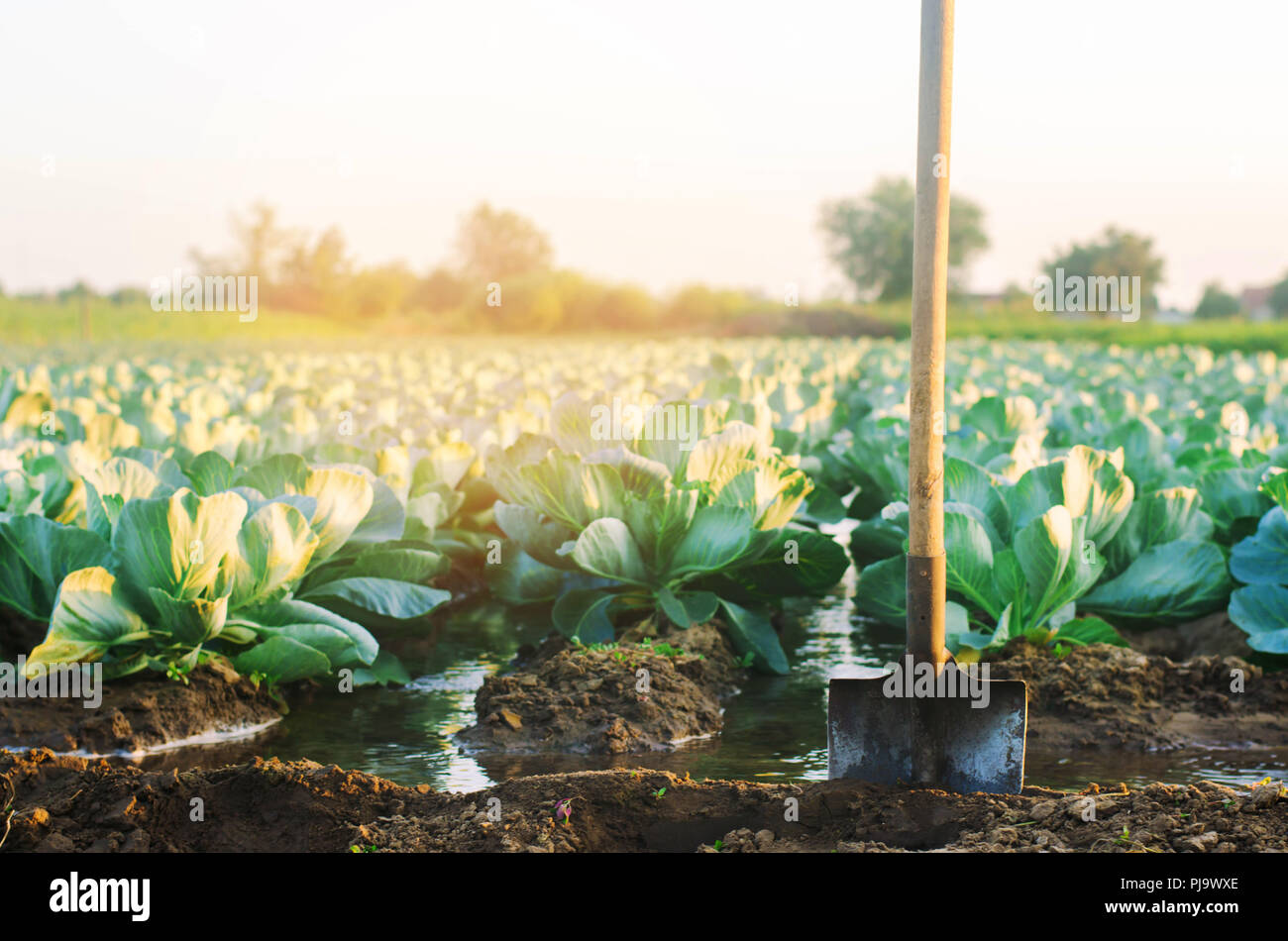 watering of agricultural crops, countryside, natural watering, village, irrigation. cabbage plantations grow in the field. vegetable rows. farming, ag Stock Photo