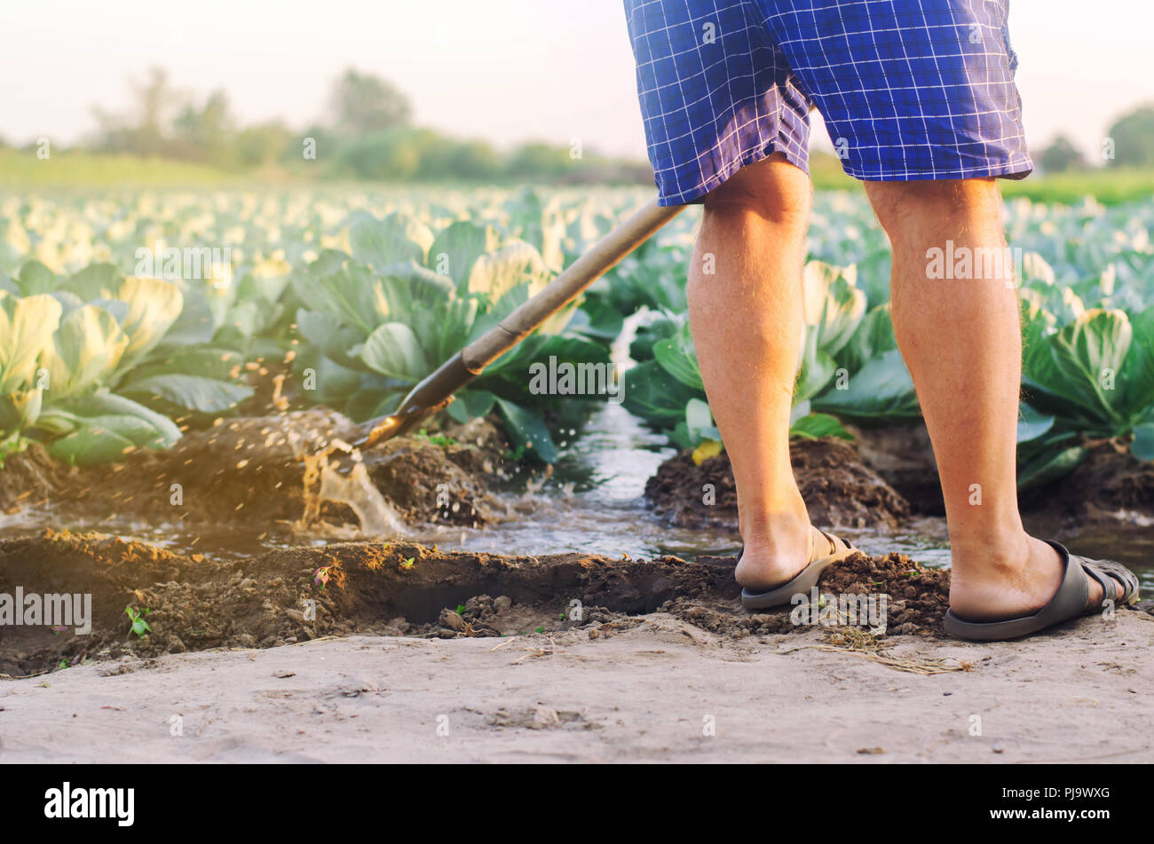 farmer watering of agricultural crops, countryside, natural watering, village, irrigation. cabbage plantations grow in the field. vegetable rows. farm Stock Photo
