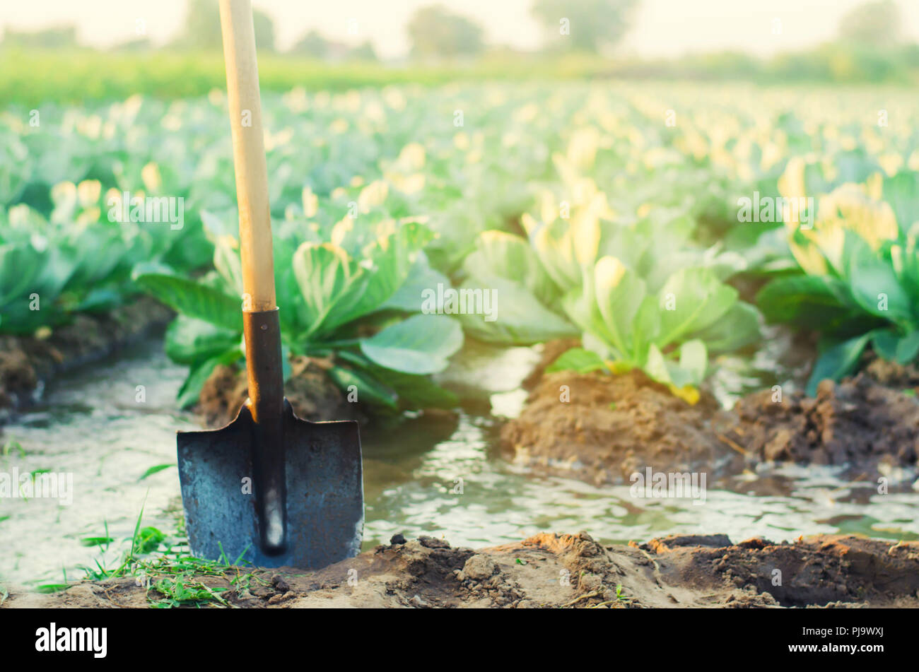 watering of agricultural crops, countryside, natural watering, village, irrigation. cabbage plantations grow in the field. vegetable rows. farming, ag Stock Photo