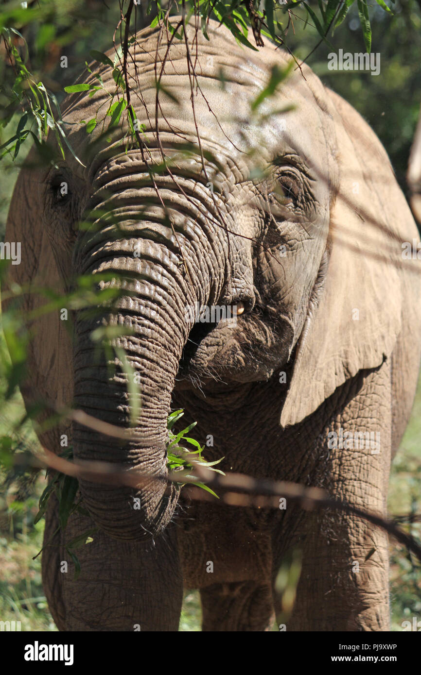 Getting close to a young elephant in South Africa Stock Photo