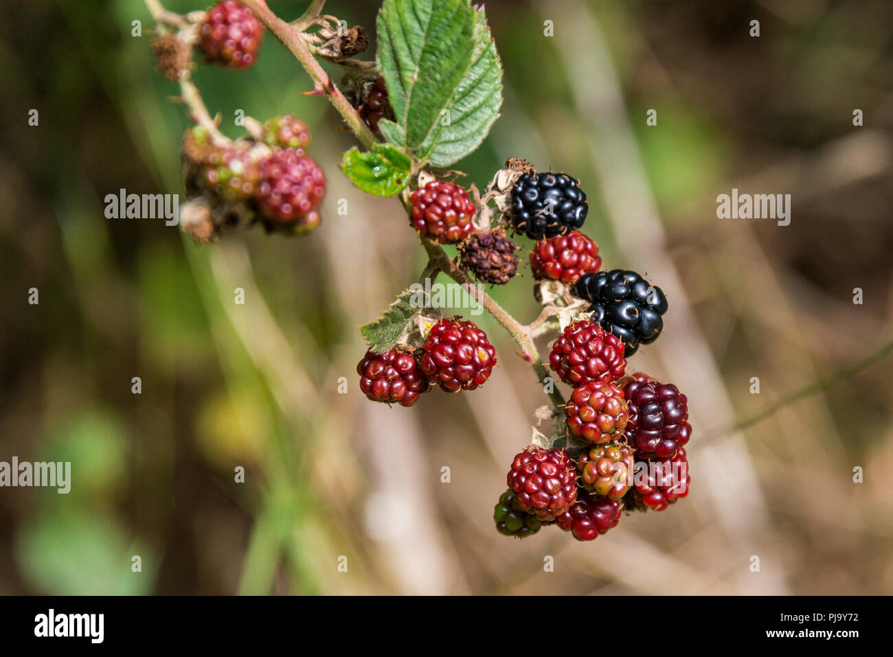 Ripe, ripening, and unripe blackberries Stock Photo