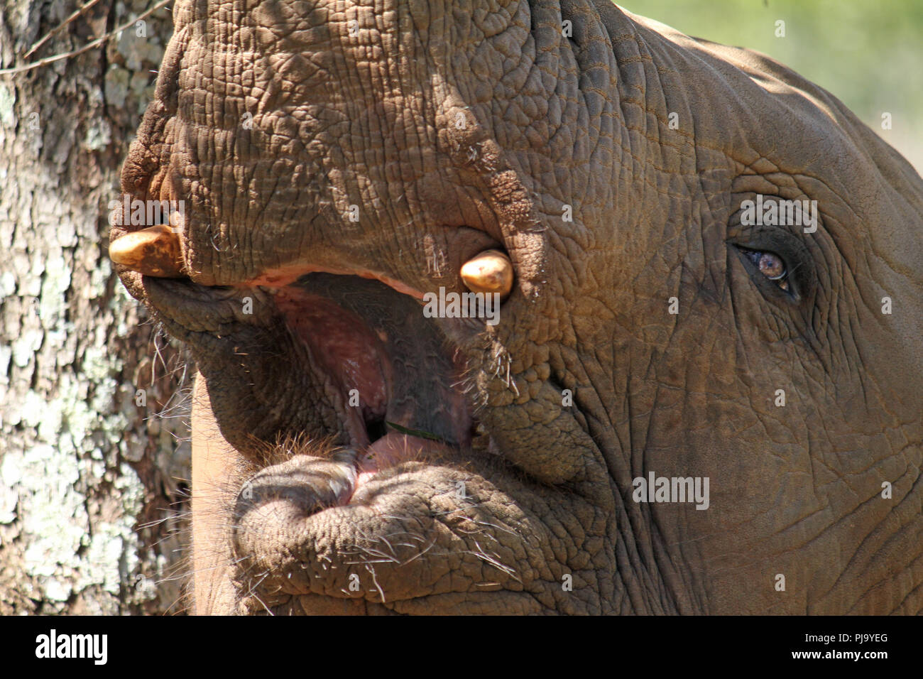 Getting close to a young elephant in South Africa Stock Photo