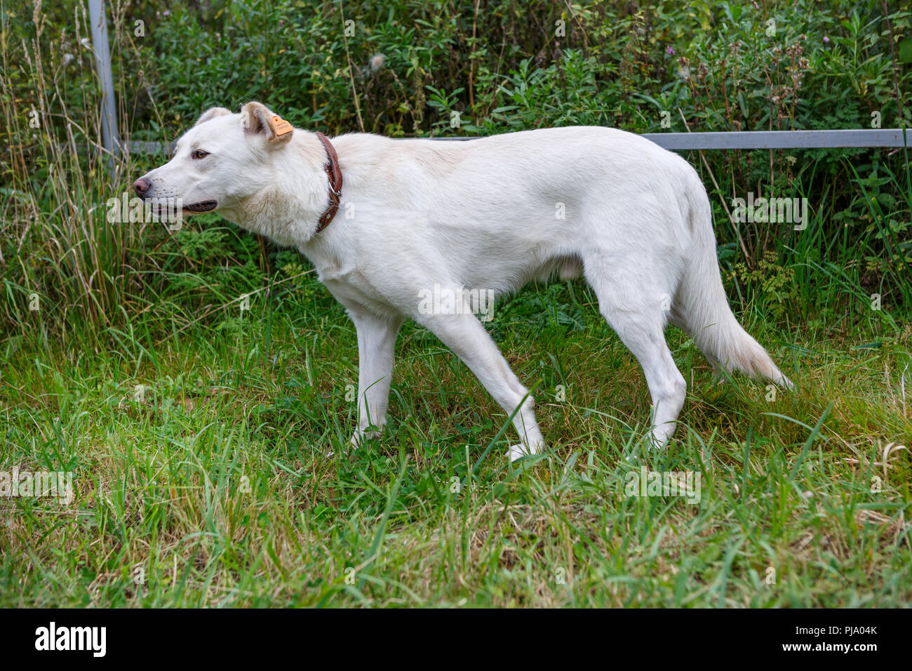 Large white dog with a tag on sterilization Stock Photo