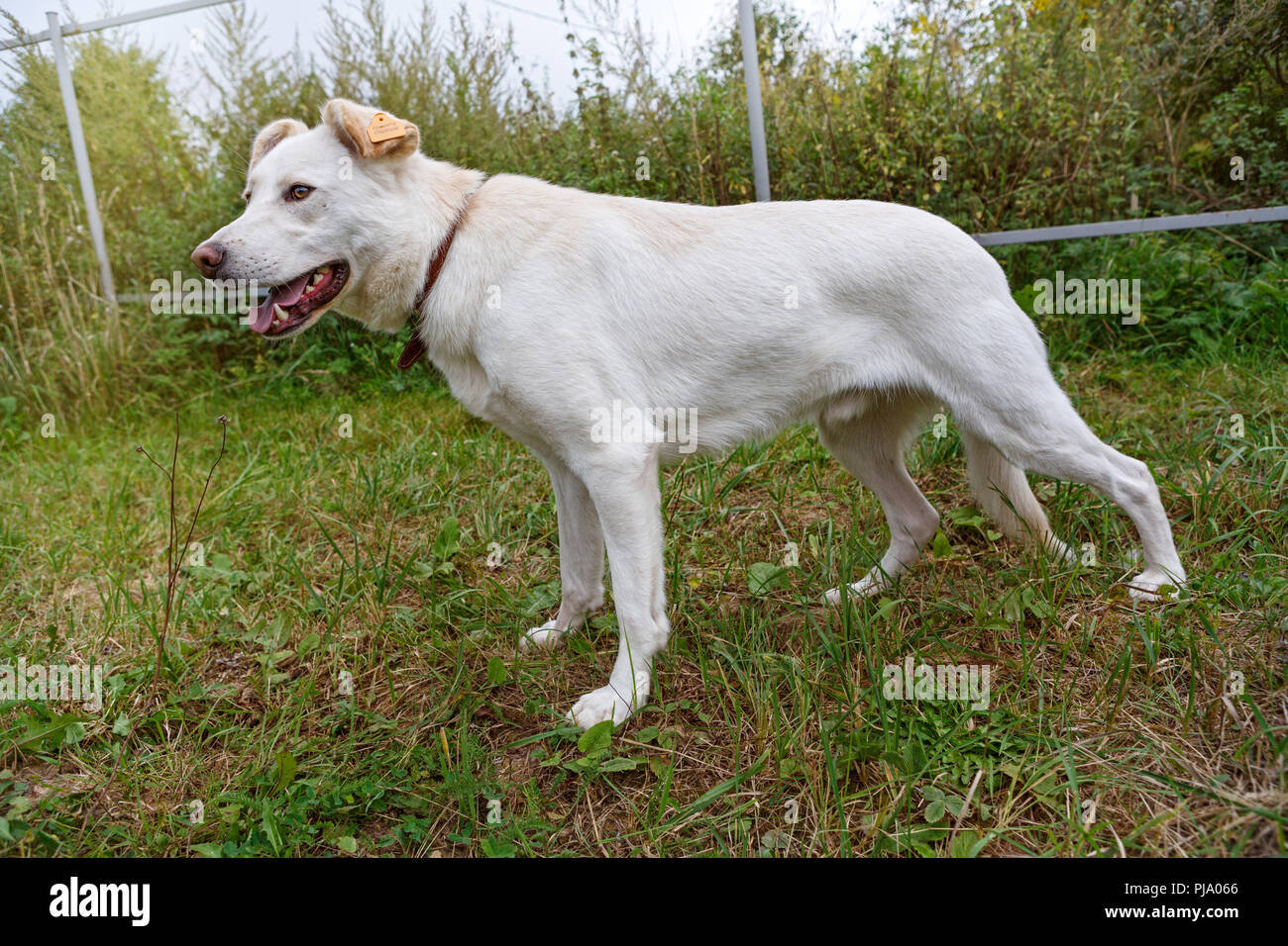 Large white dog with a tag on sterilization Stock Photo