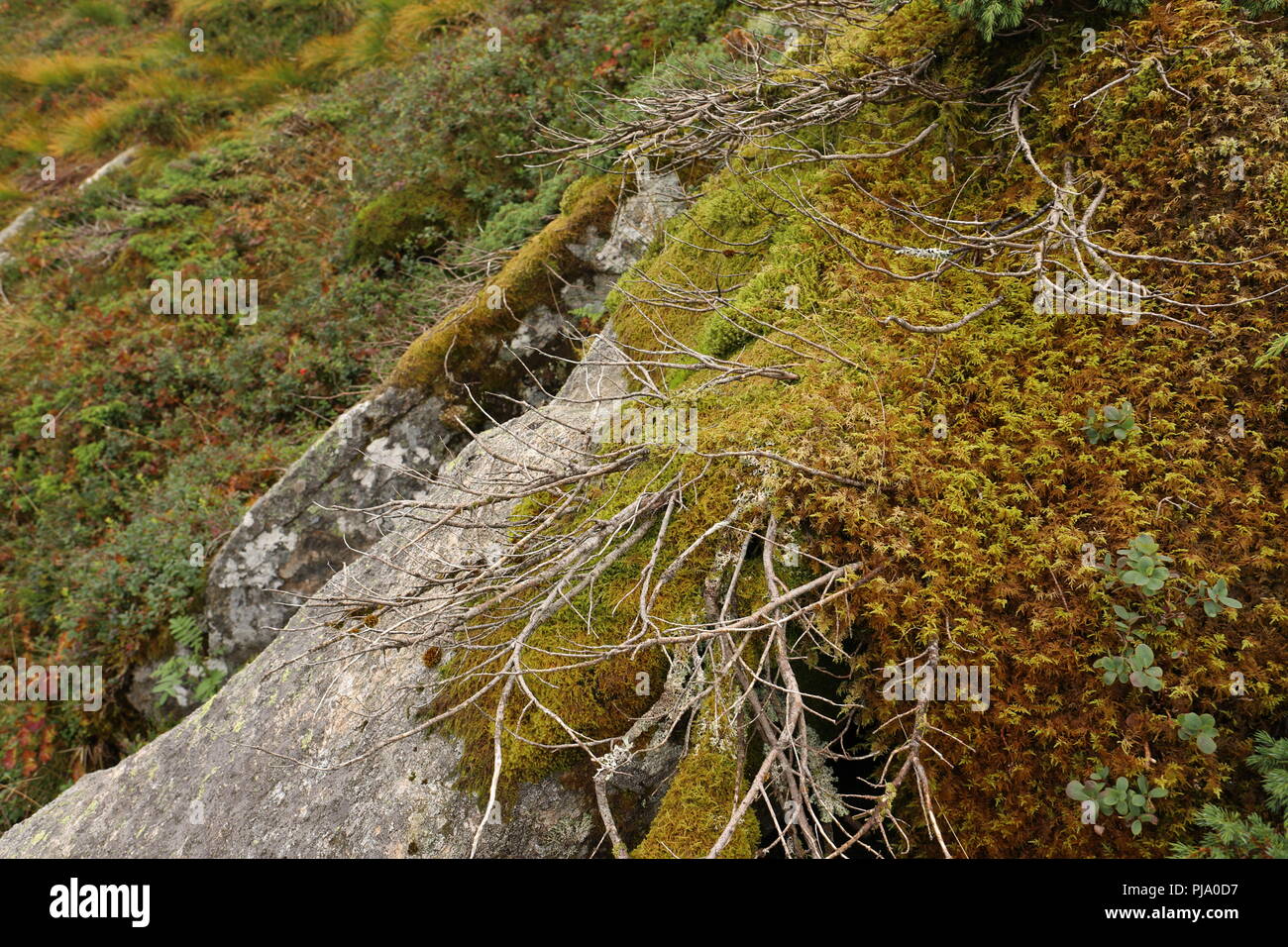 Closeup of rock stone with moss and plants on Mount Ulriken, Bergen.  Northern nature, mountains, fjords, forest, hiking. Norway, Scandinavia,  tourism Stock Photo - Alamy
