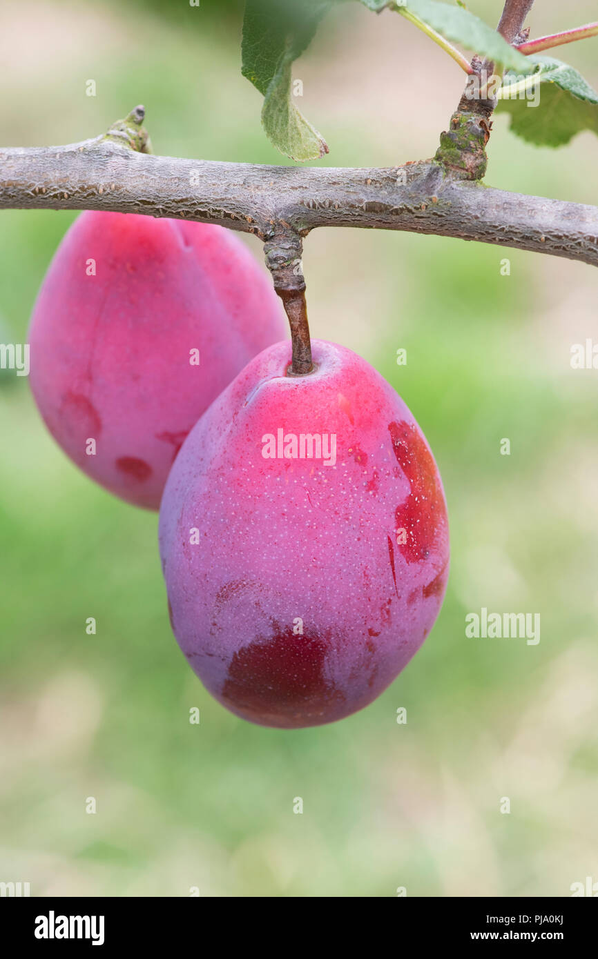 Prunus domestica.  Plum ‘Laxton’s delicious’ on the tree. UK Stock Photo