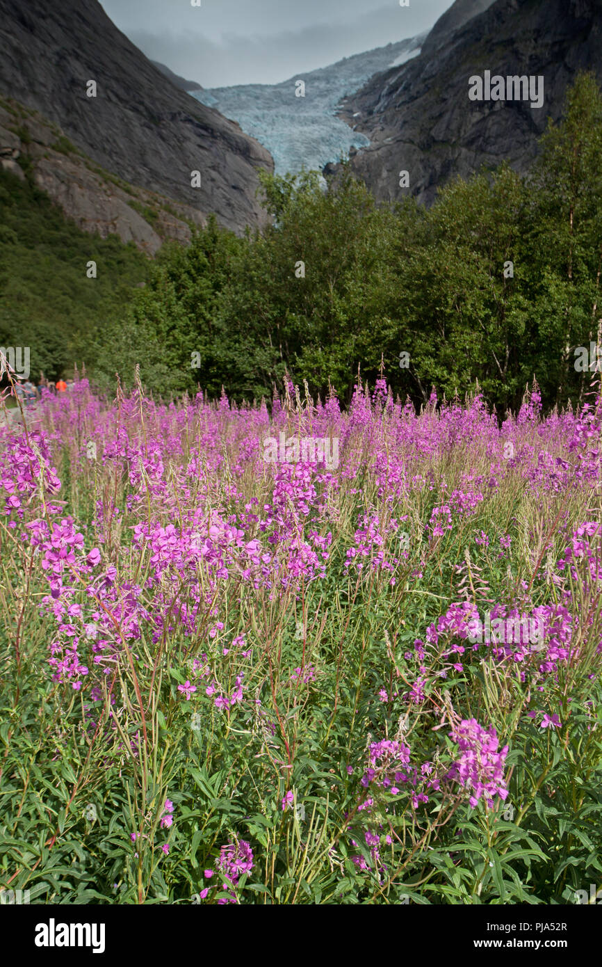 Flowers with Briksdalbreen Stock Photo