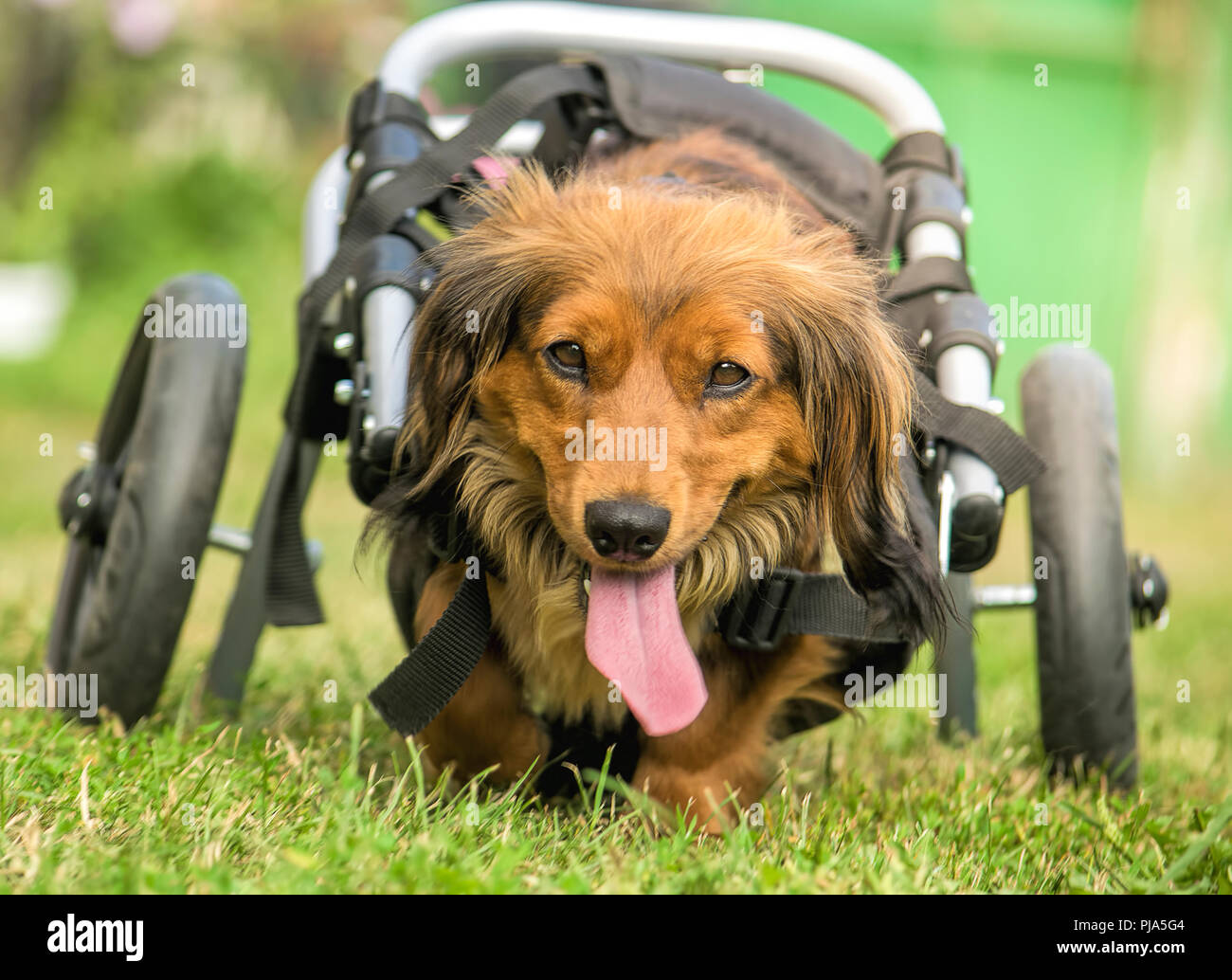 Cute Long Haired Dachshund In A Doggy Wheelchair Stock Photo