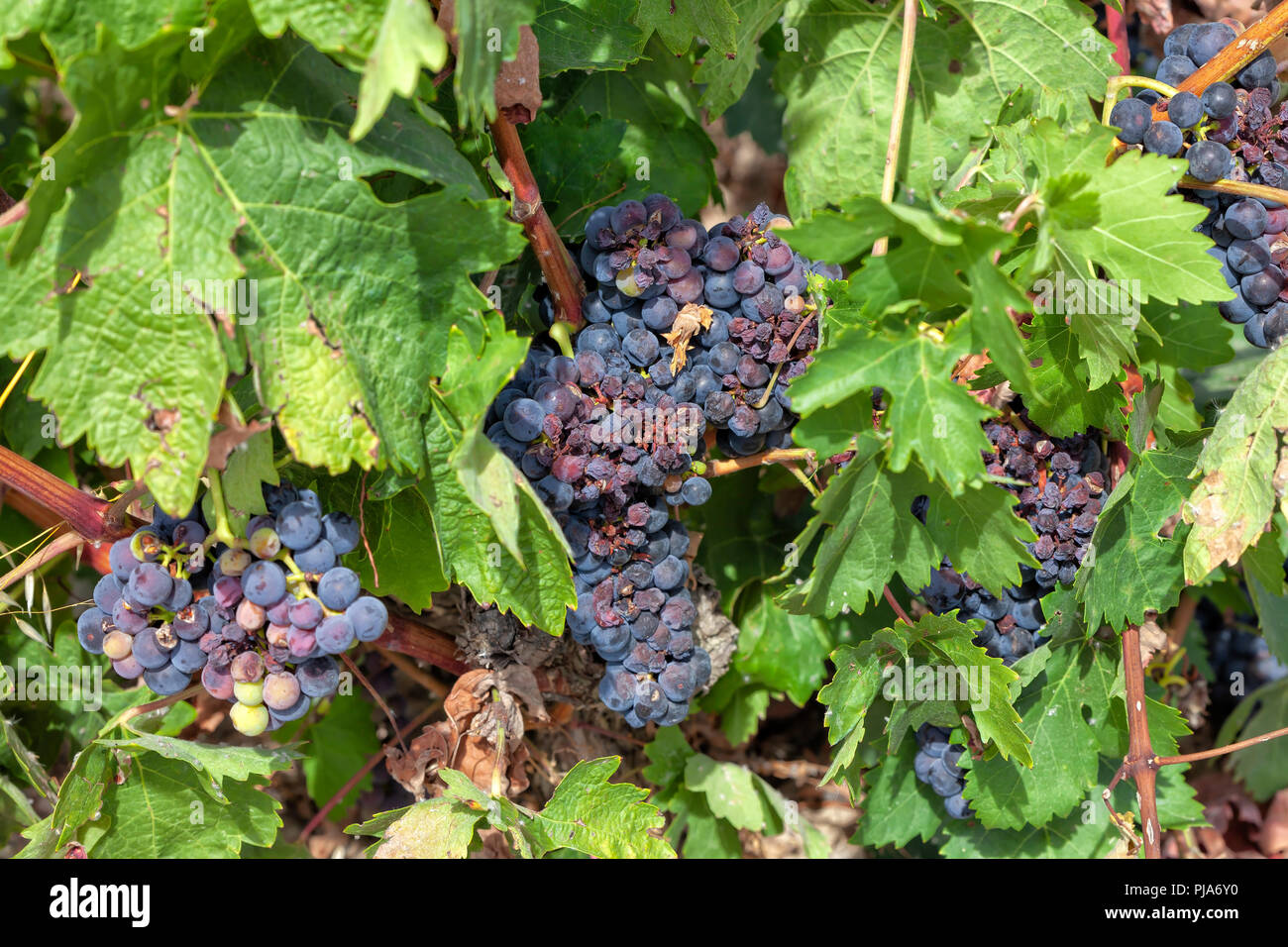 Detail of a growing grapes in trouble. Stock Photo