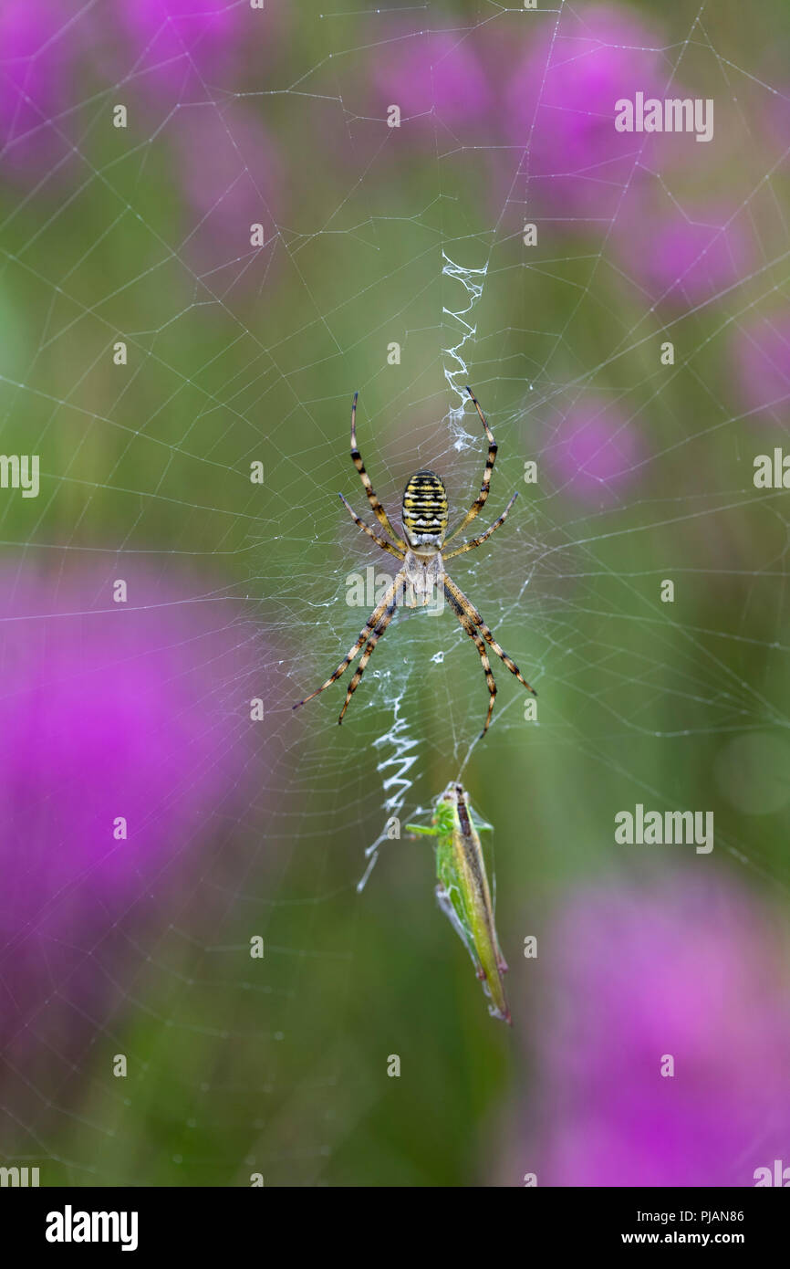 Wasp Spider; Argiope bruennichi Single on Web with Stabilimentum; Holding Prey Cornwall; UK Stock Photo
