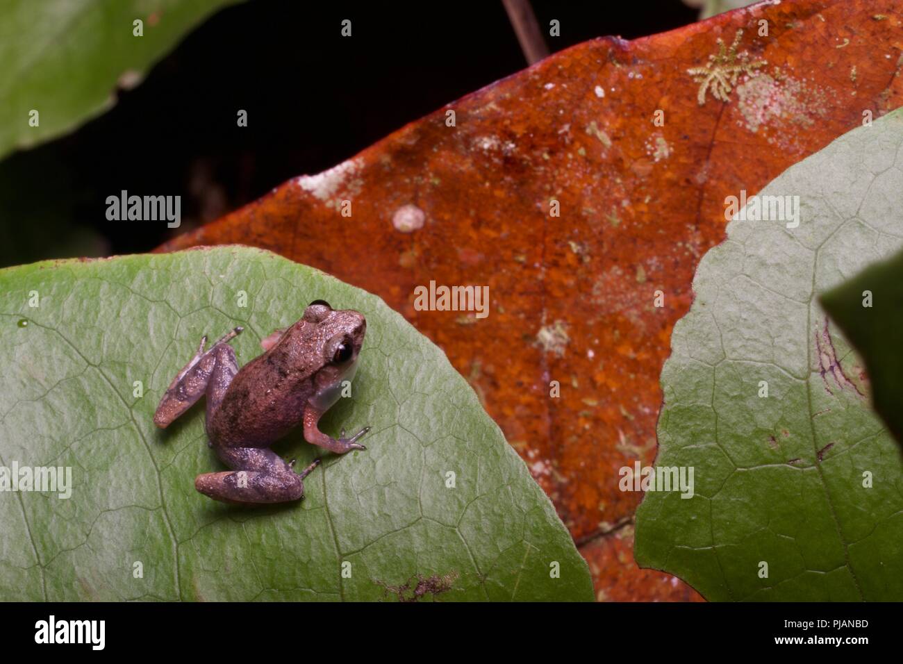 A tiny male Mjoberg's Dwarf Litter Frog (Leptobrachella mjobergi) calling from a leaf in Gunung Gading National Park, Sarawak, East Malaysia, Borneo Stock Photo