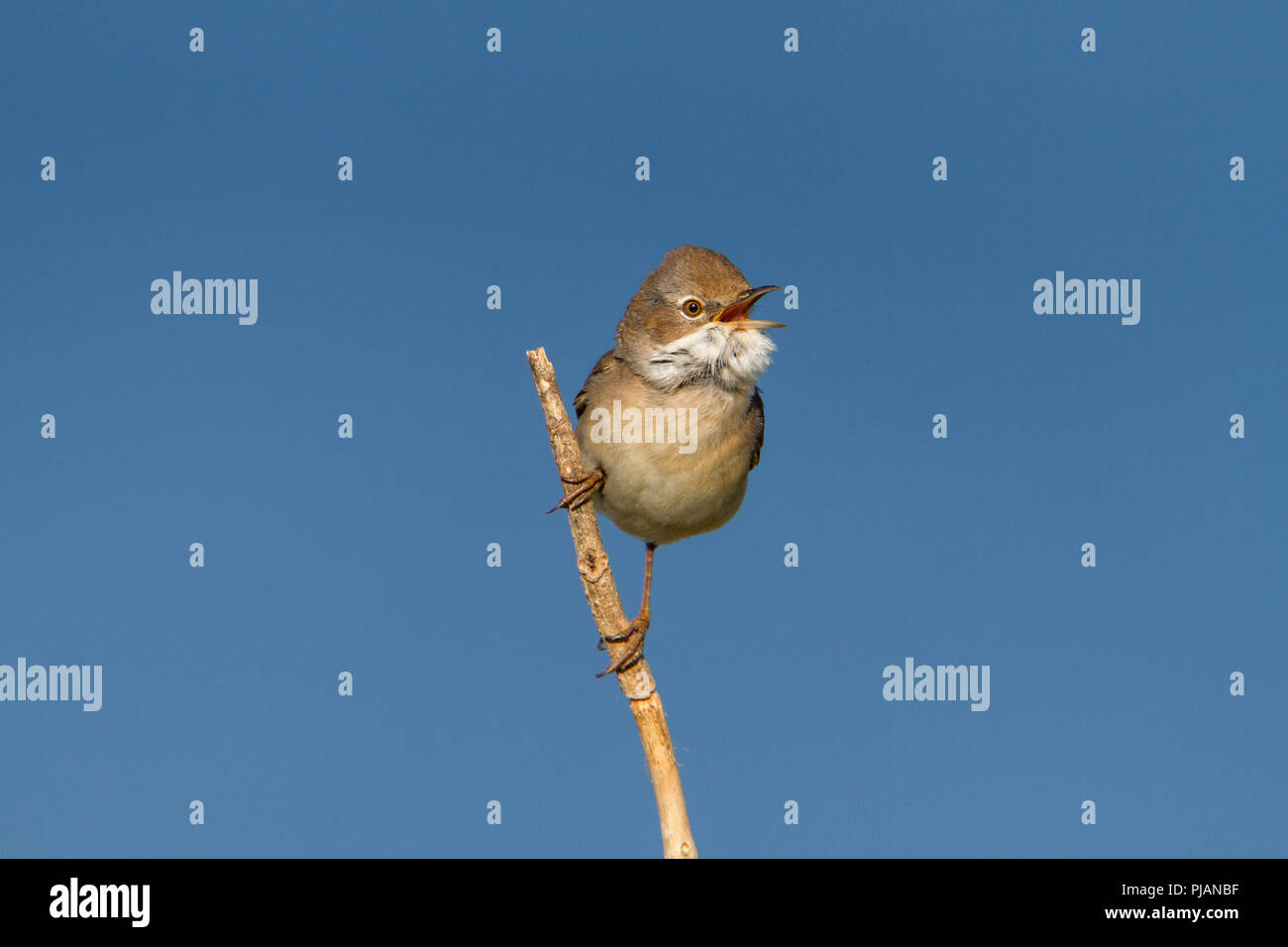 Whitethroat; Sylvia communis; in song Stock Photo