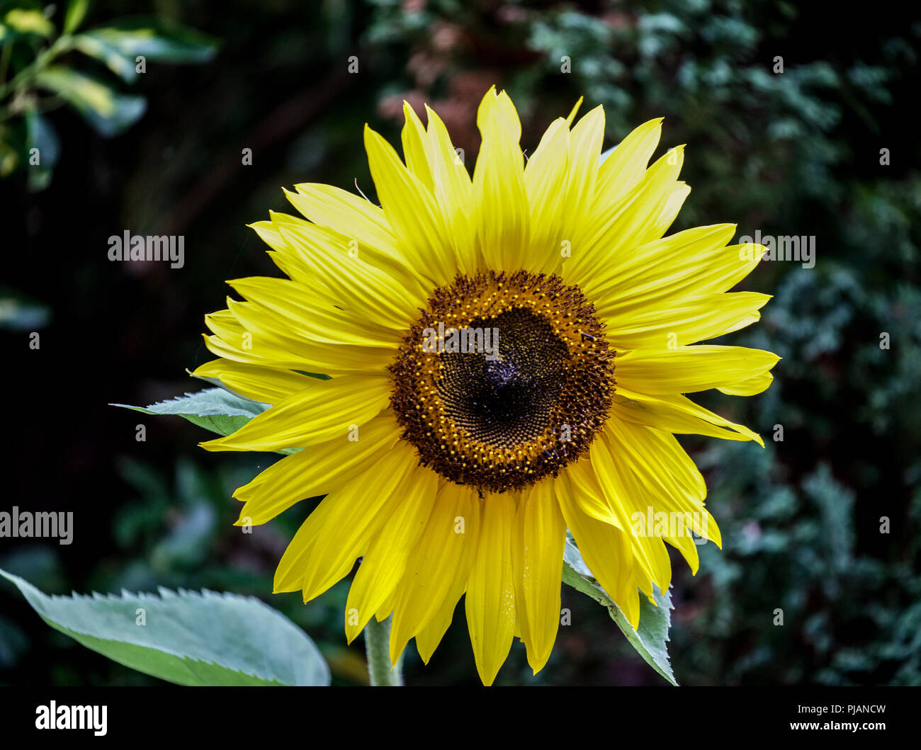 A fully grown sunflower in bloom Stock Photo Alamy