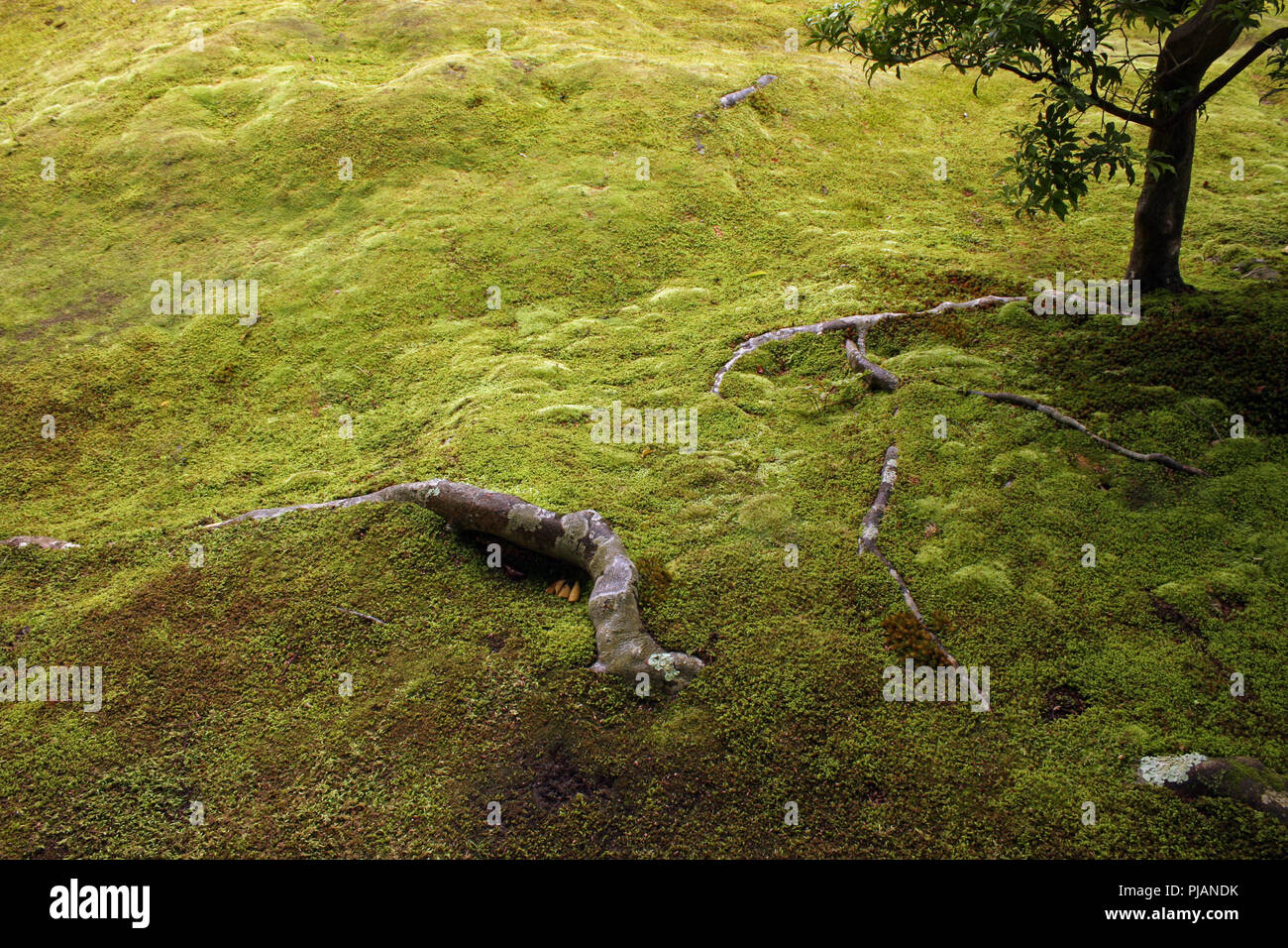 Beautiful moss garden in Japan Stock Photo Alamy