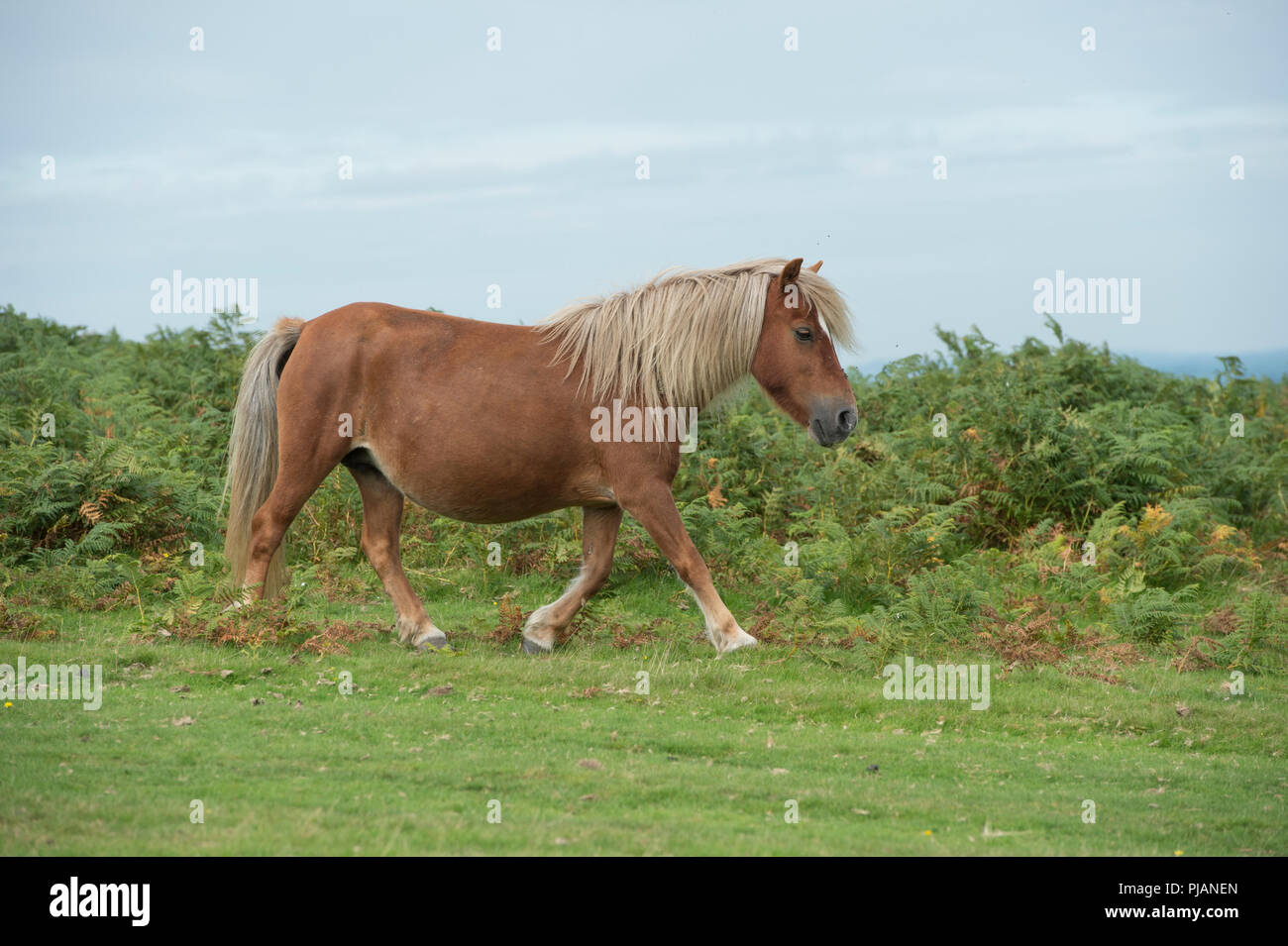 wild pony on dartmoor Stock Photo