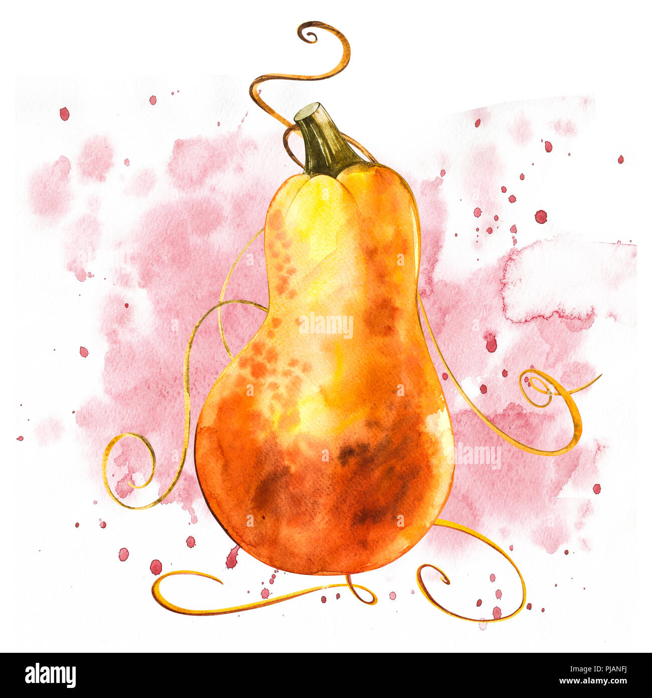 Watercolor hand drawn illustration of pumpkin with paint splashes. Orange food. Art fresh watercolor orange pumpkins isolated on the white background. Stock Photo