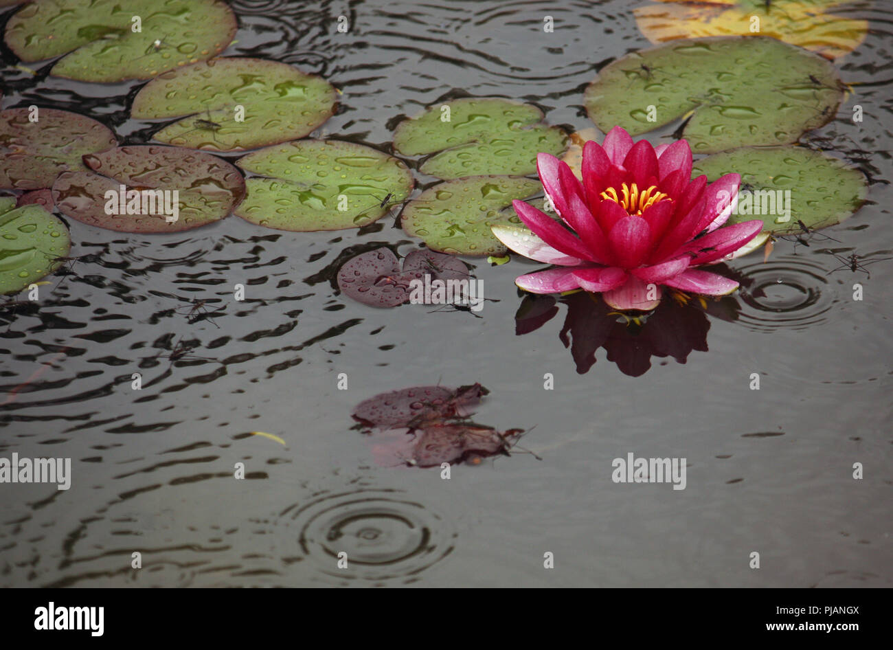 Beautiful lily in a Japanese garden in Kyoto, Japan, during rain Stock