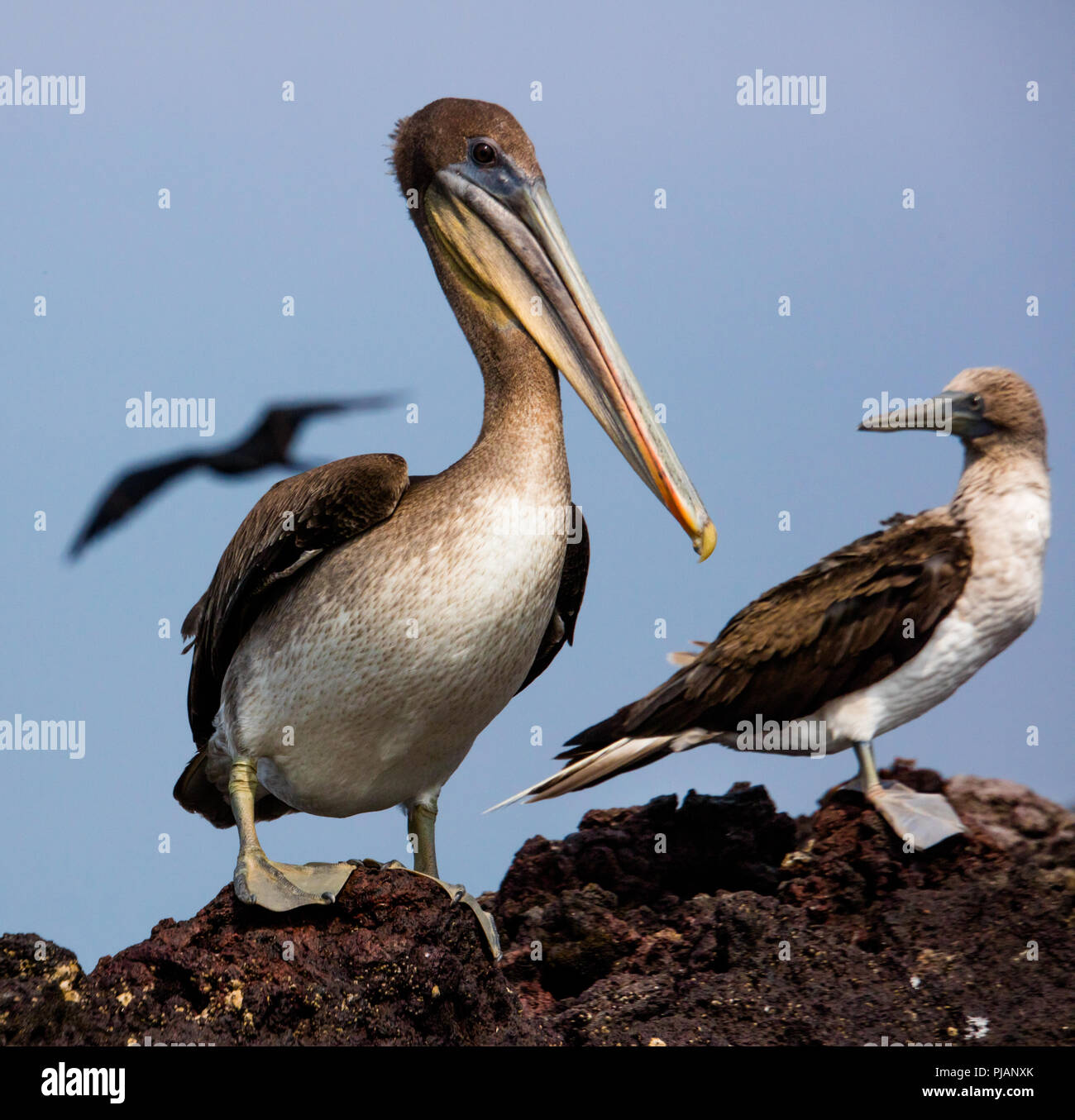 Brown Pelican. Elizabeth Bay. Isla Isabela, Galapagos, Ecuador. Stock Photo