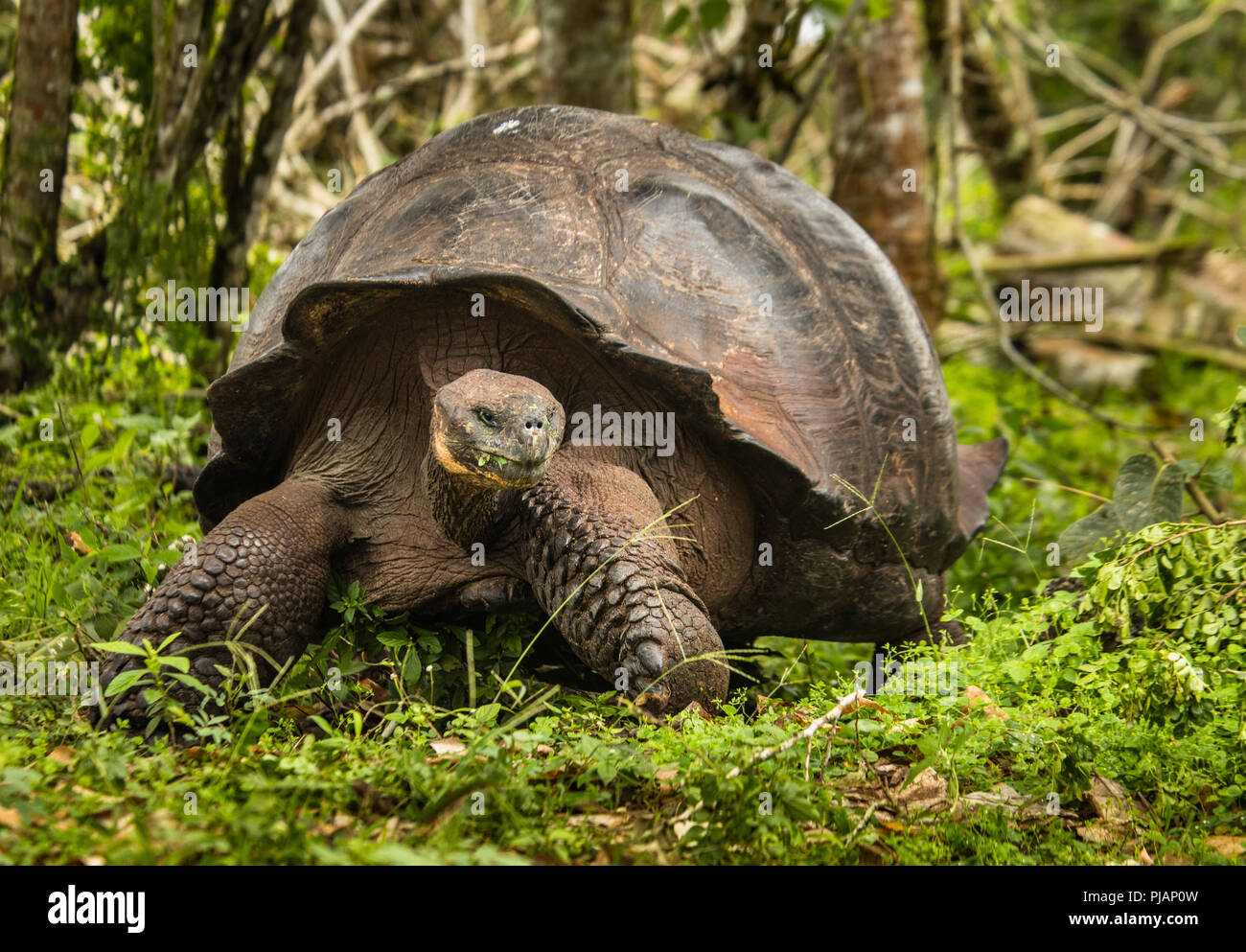 Galapagos Giant Tortoise. Domed. Rancho Primicias Tortoise Preserve, Isla Santa Cruz, Galapagos, Ecuador. Stock Photo